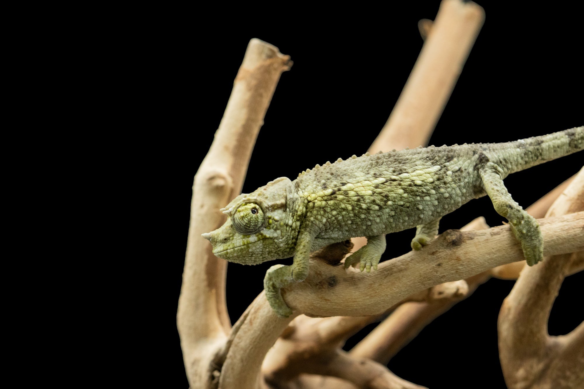 Yellow-crested Jackson's Chameleon