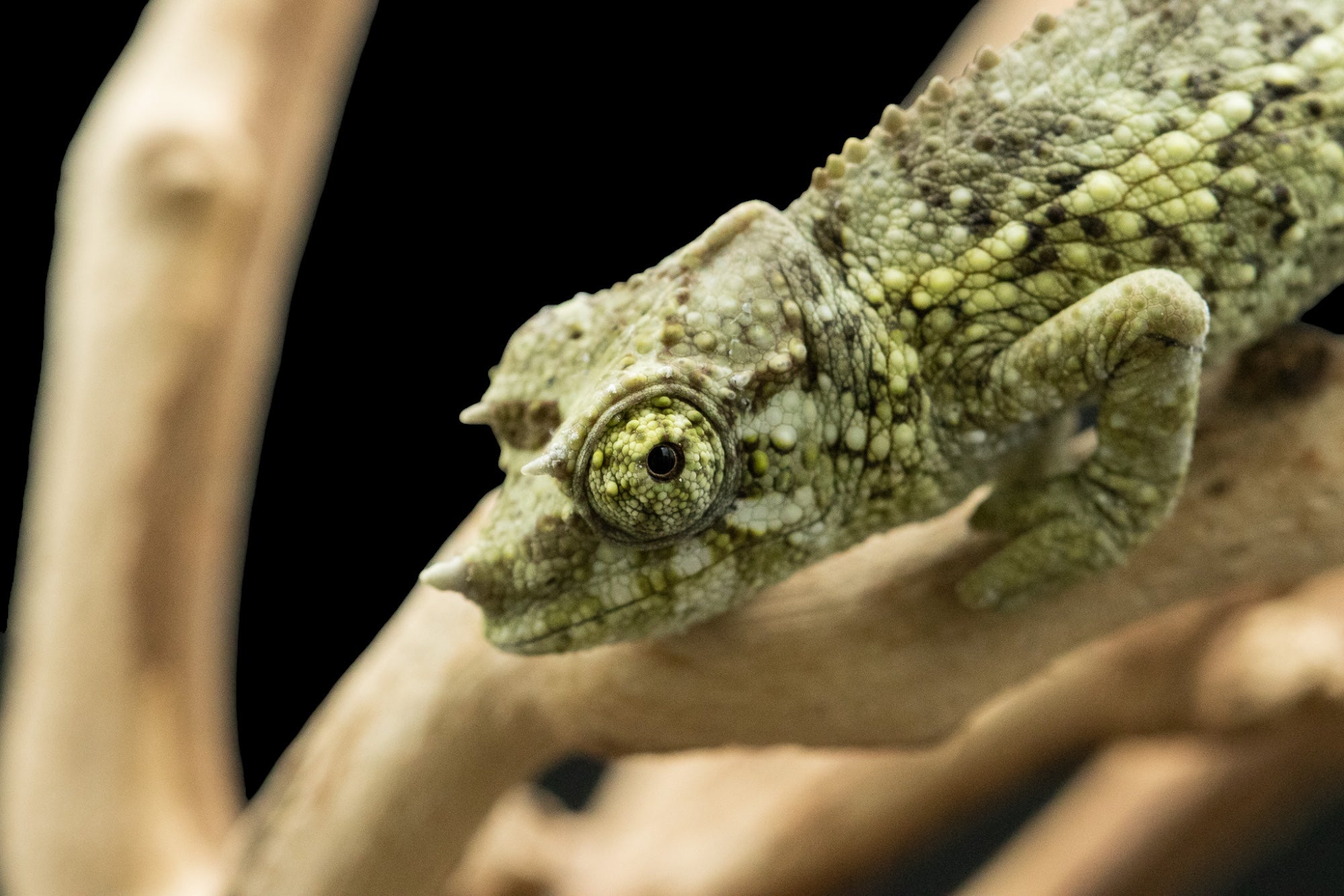 Yellow-crested Jackson's Chameleon