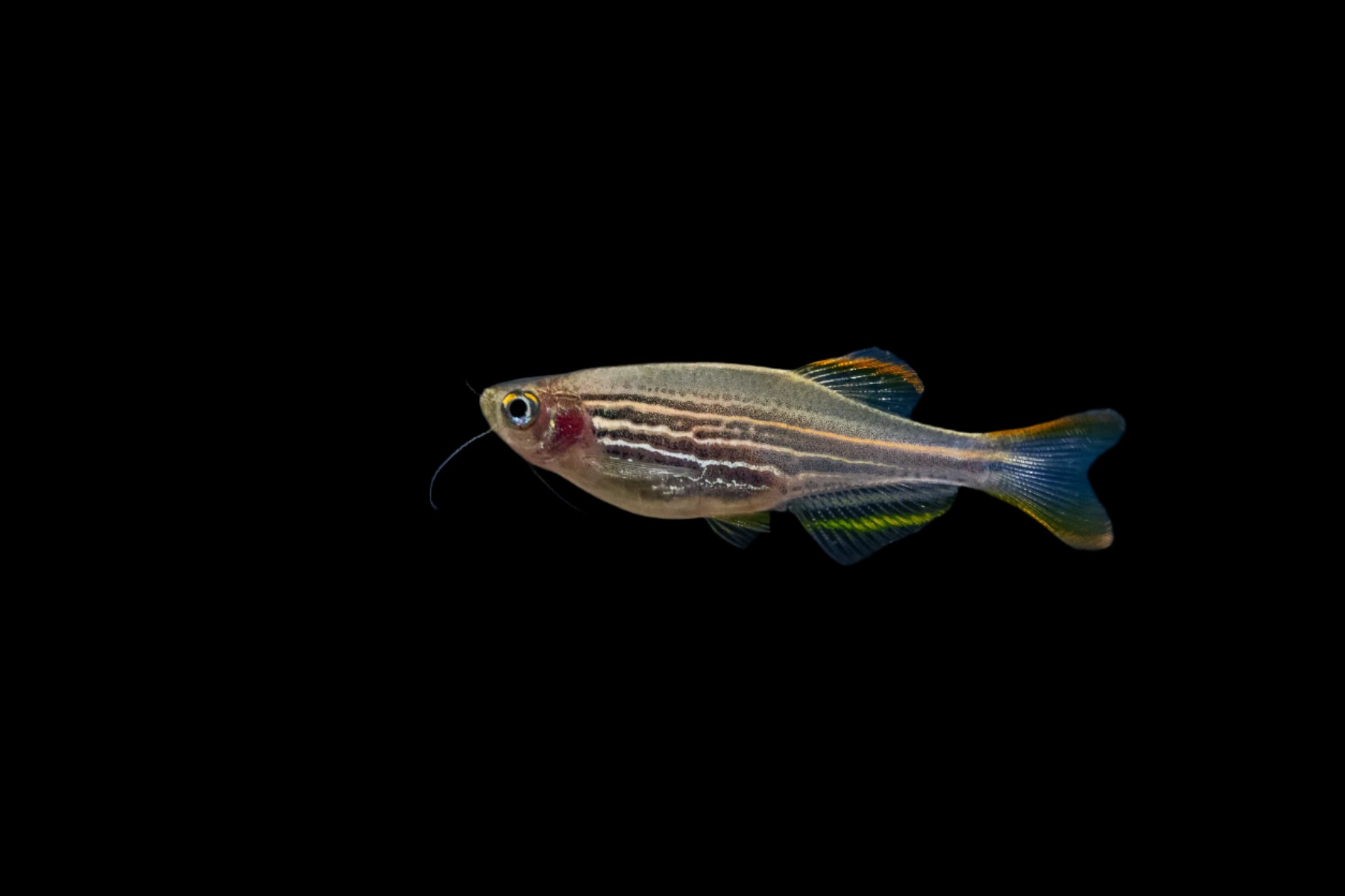 Kyathit Danio