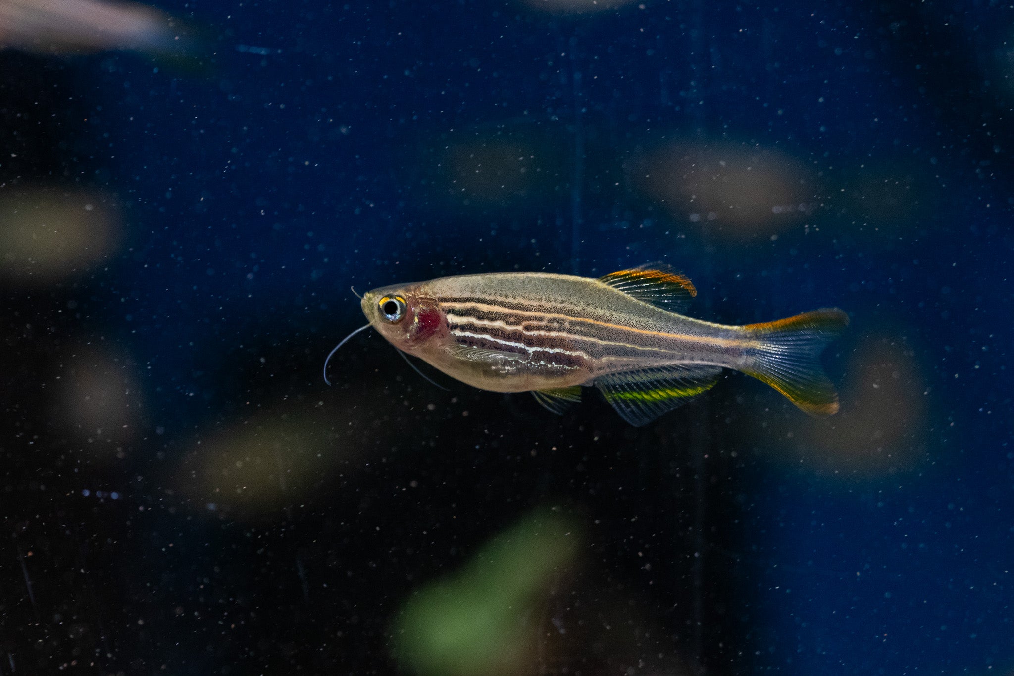 Kyathit Danio