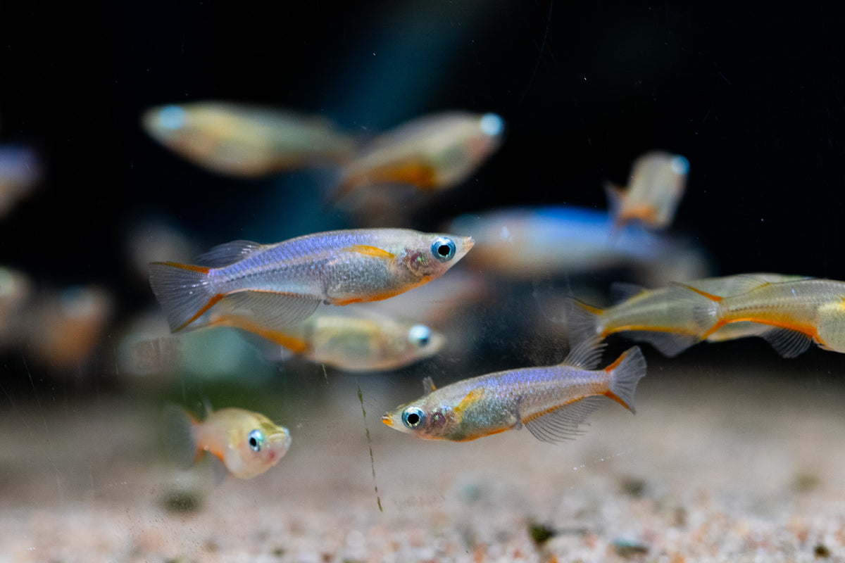 Live Fish->Killifish & Ricefish