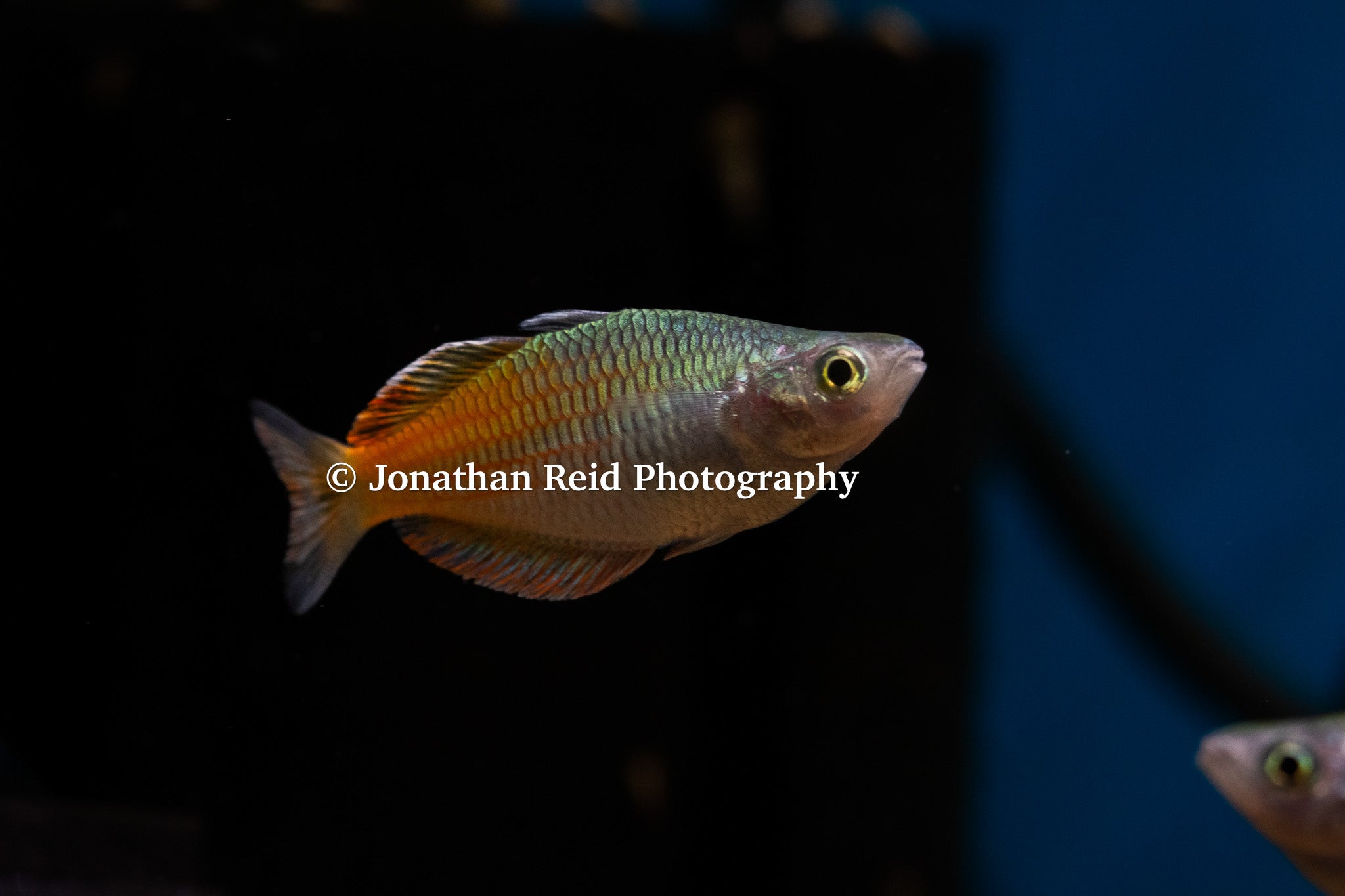 Boeseman's Rainbow 'Aves Creek'