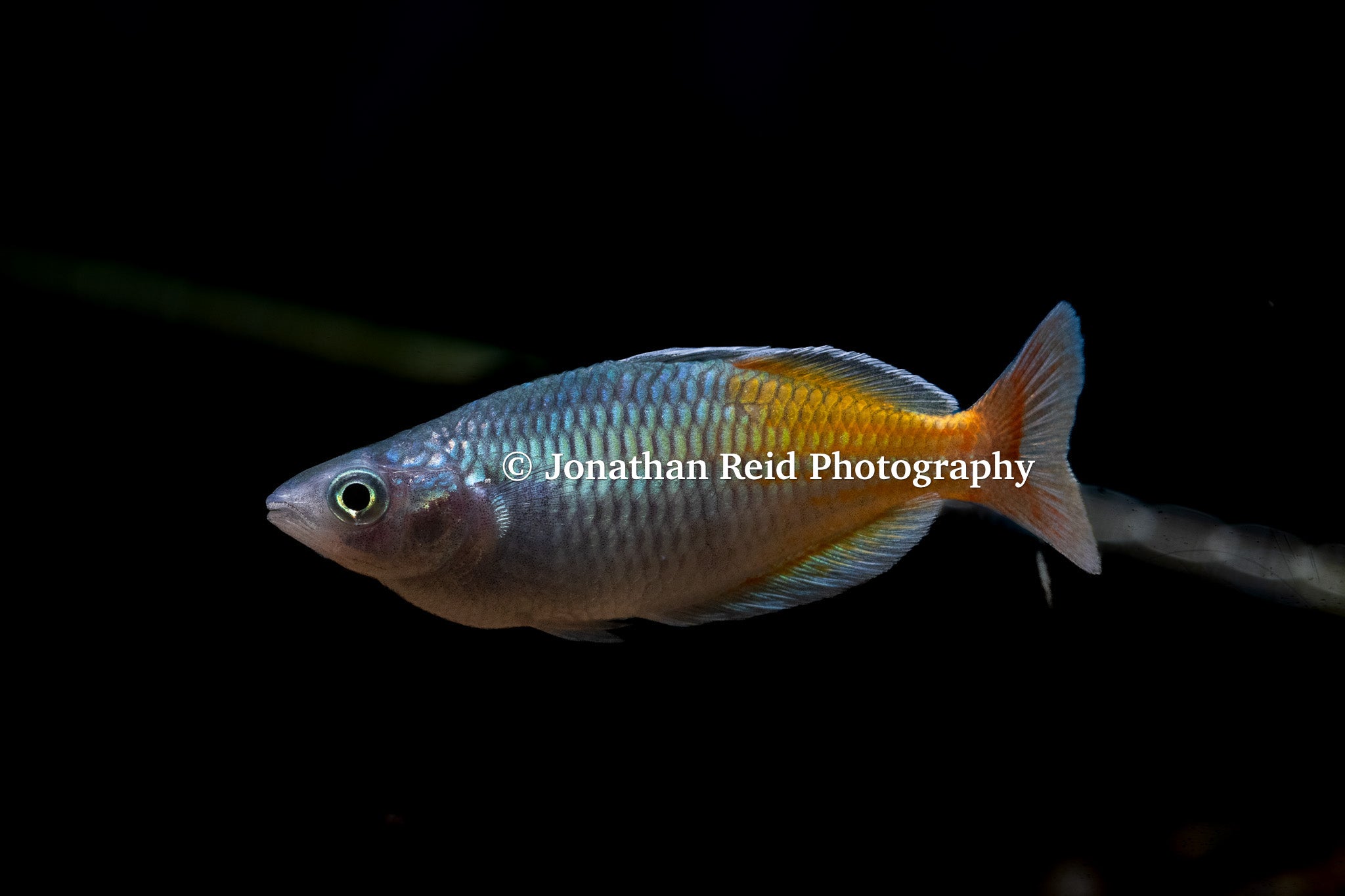 Boeseman's Rainbow 'Aves Creek'