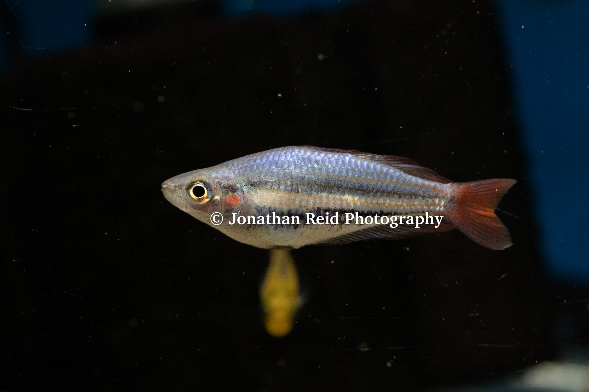 Western Rainbowfish