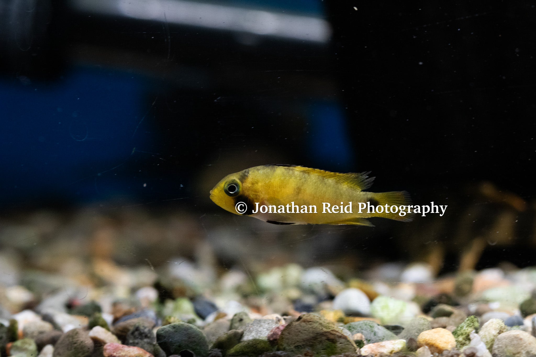 Apistogramma nijsseni