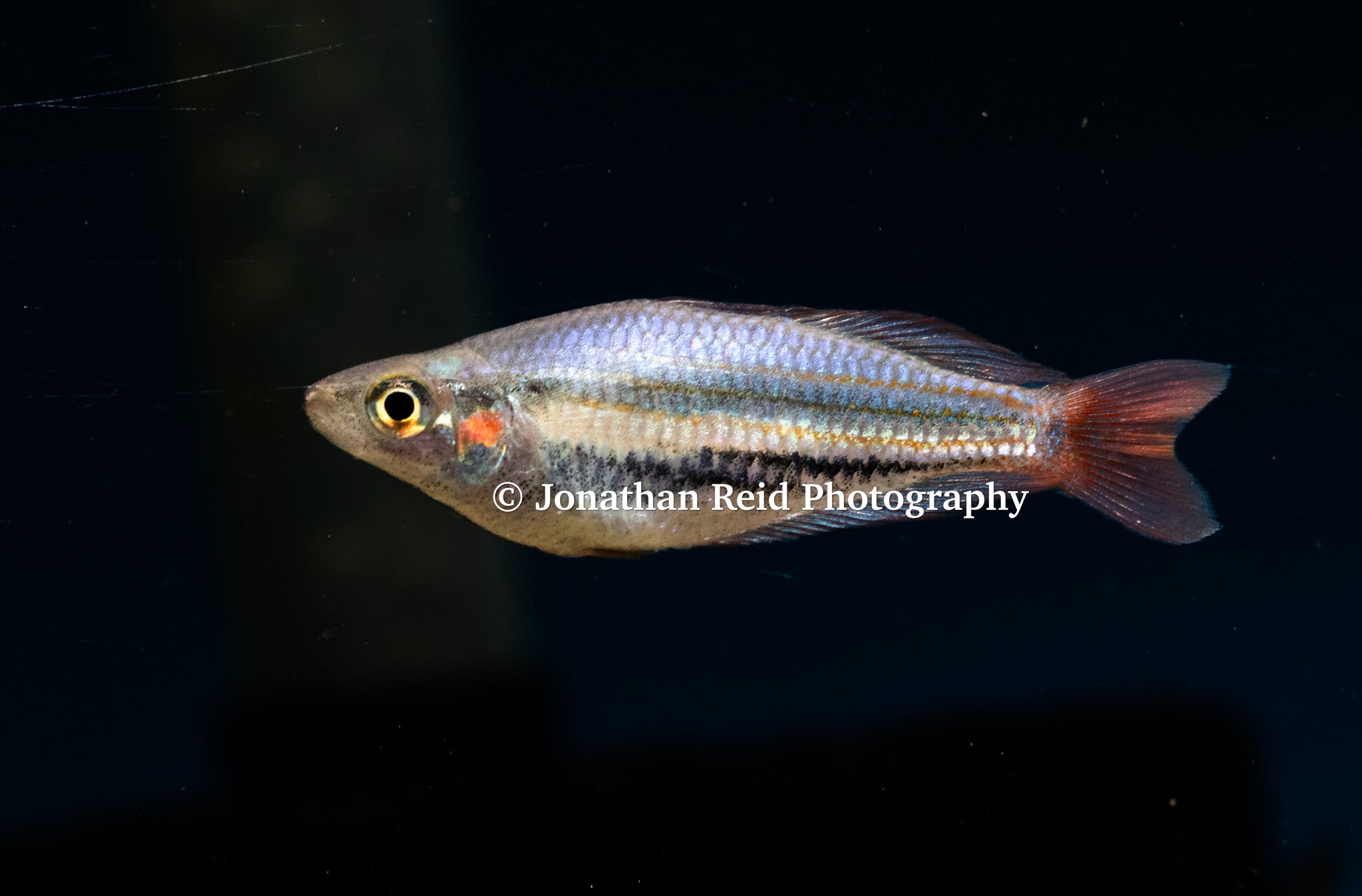 Western Rainbowfish