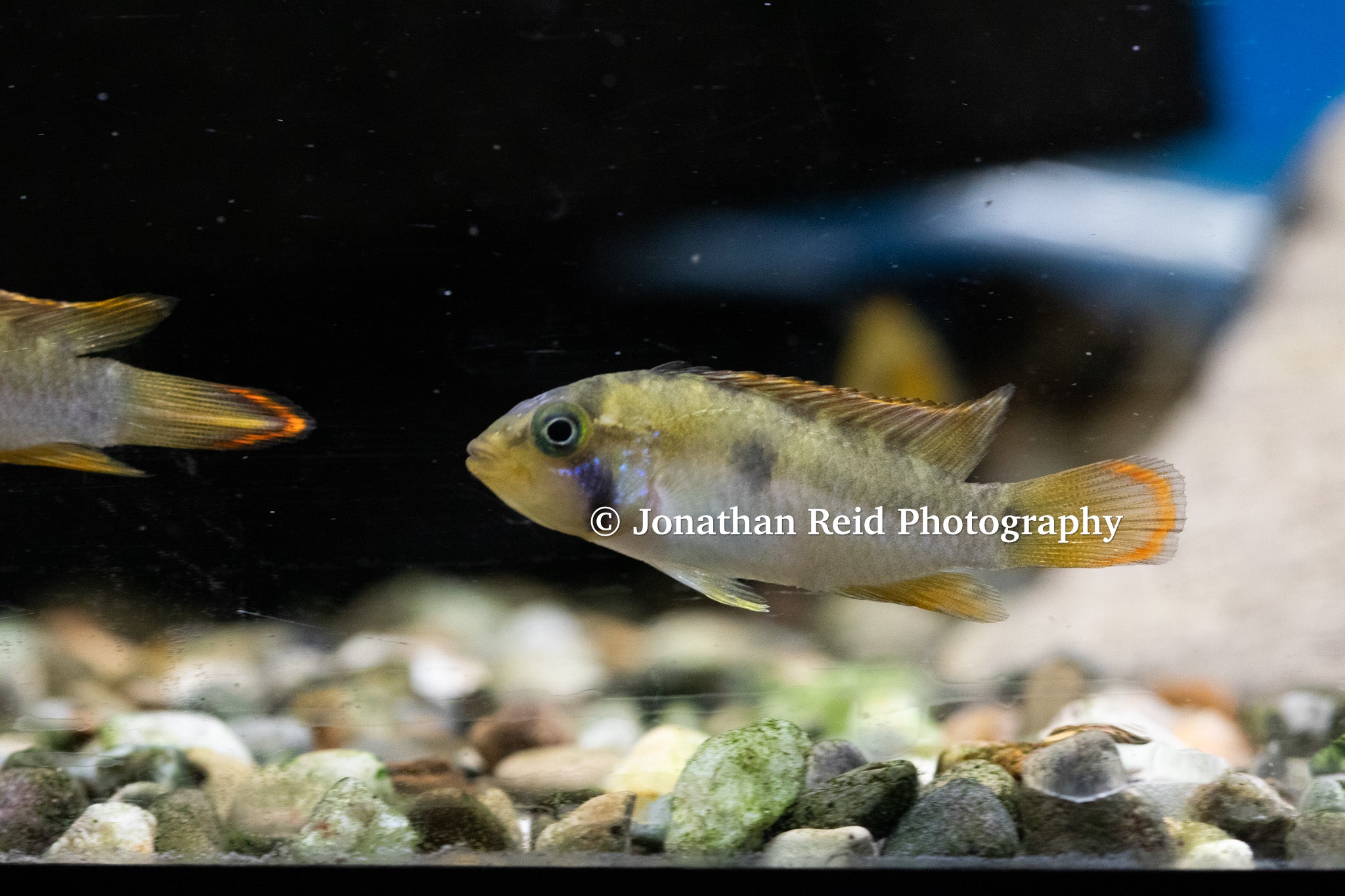 Apistogramma nijsseni