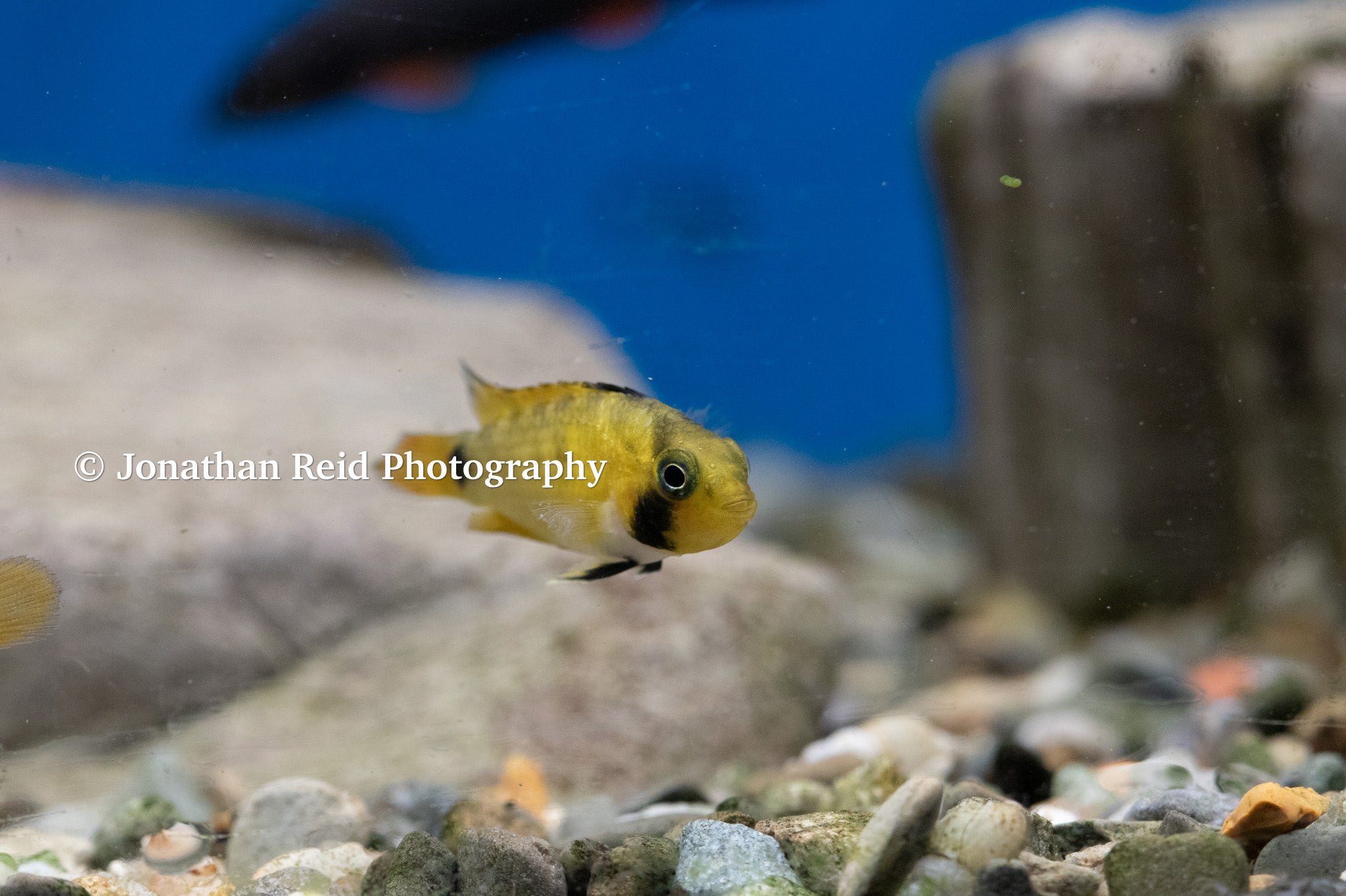 Apistogramma nijsseni