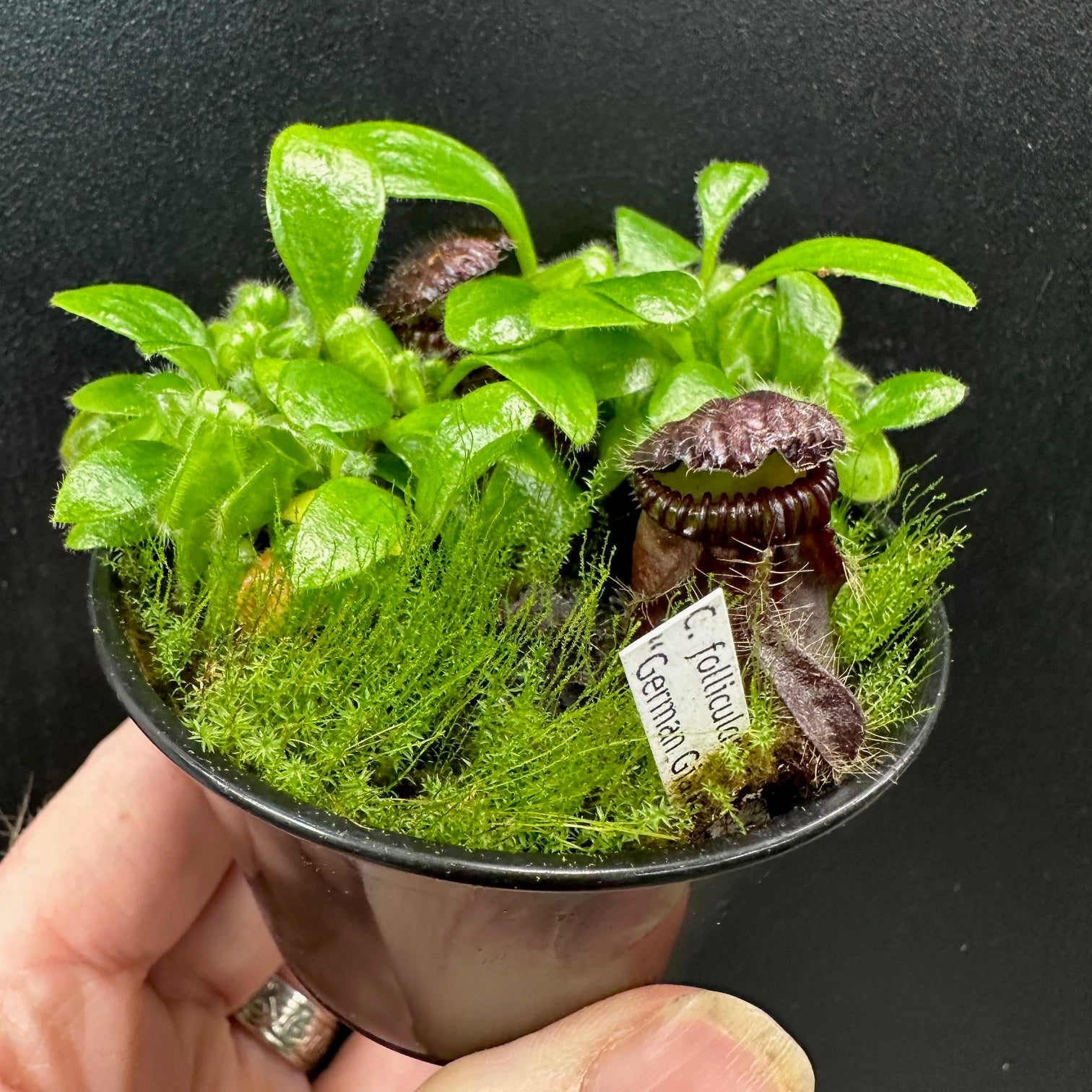 Cephalotus 'German Giant'