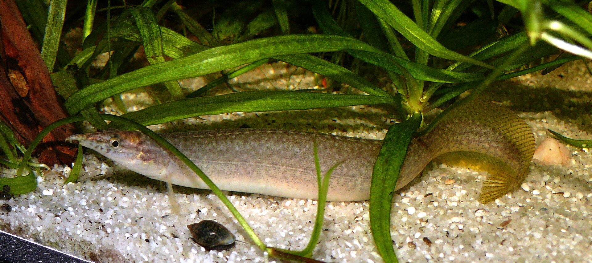 Barred Spiny Eel