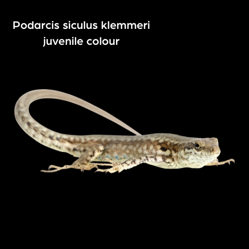 Italian Wall Lizard CBB