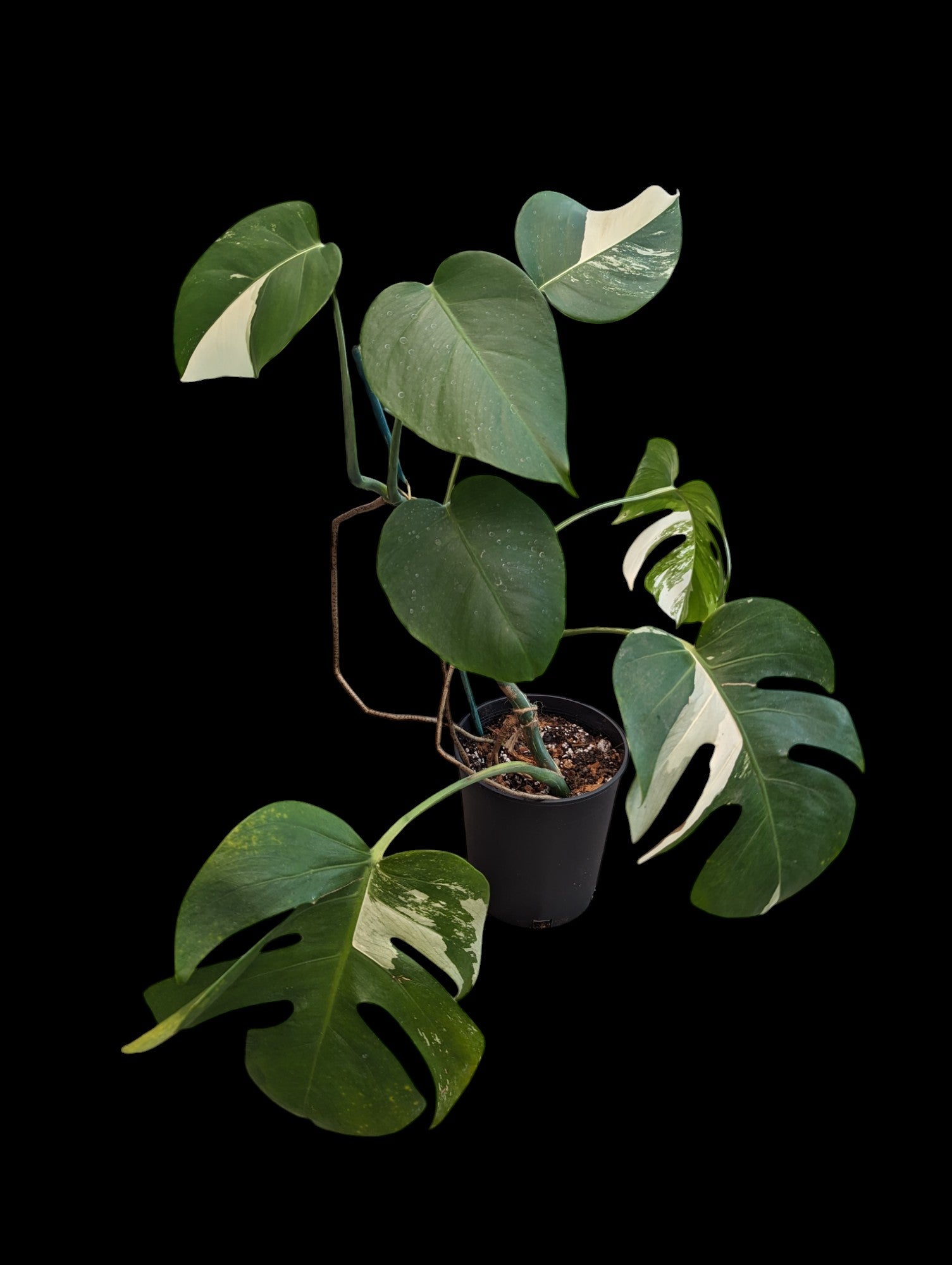 Monstera Deliciosa Albo Low Variegation - Specimen Specific