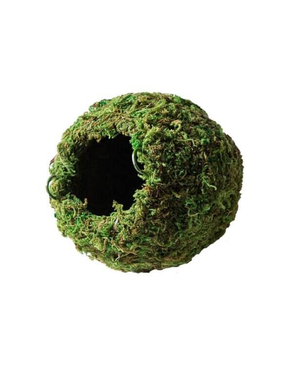 Galapagos Mossy Caves