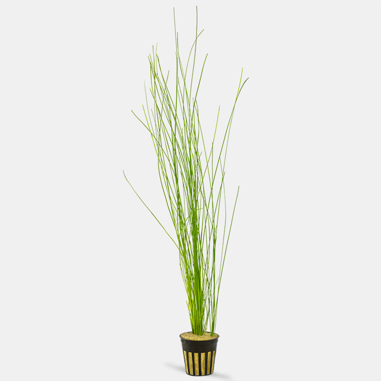 Eleocharis montevidensis (Giant Hair Grass) - Potted