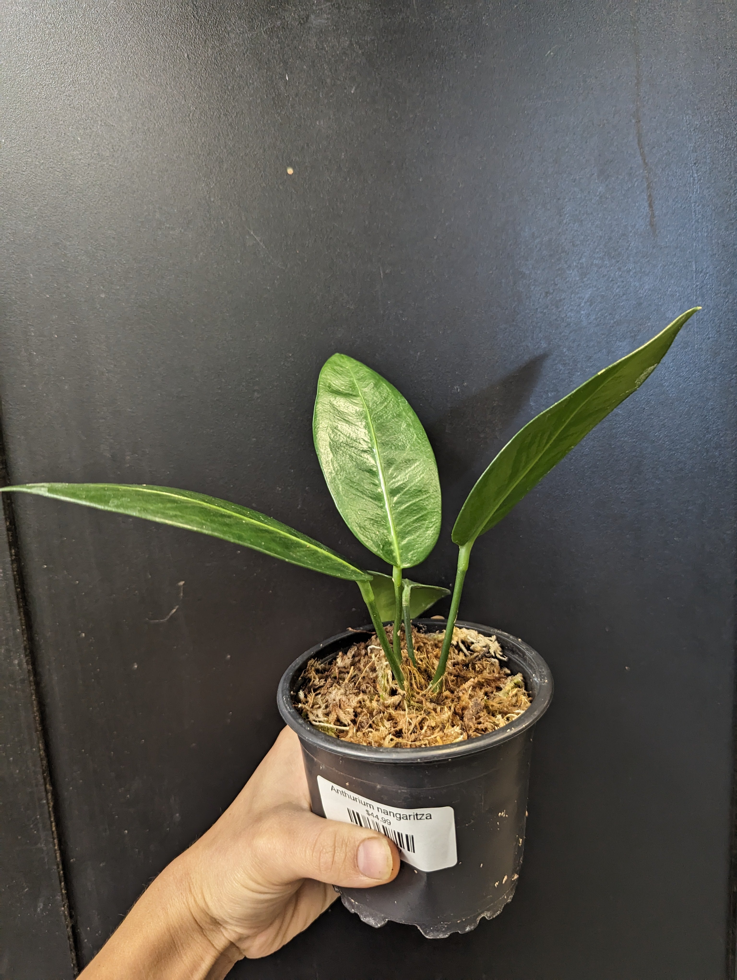 Anthurium nangaritza