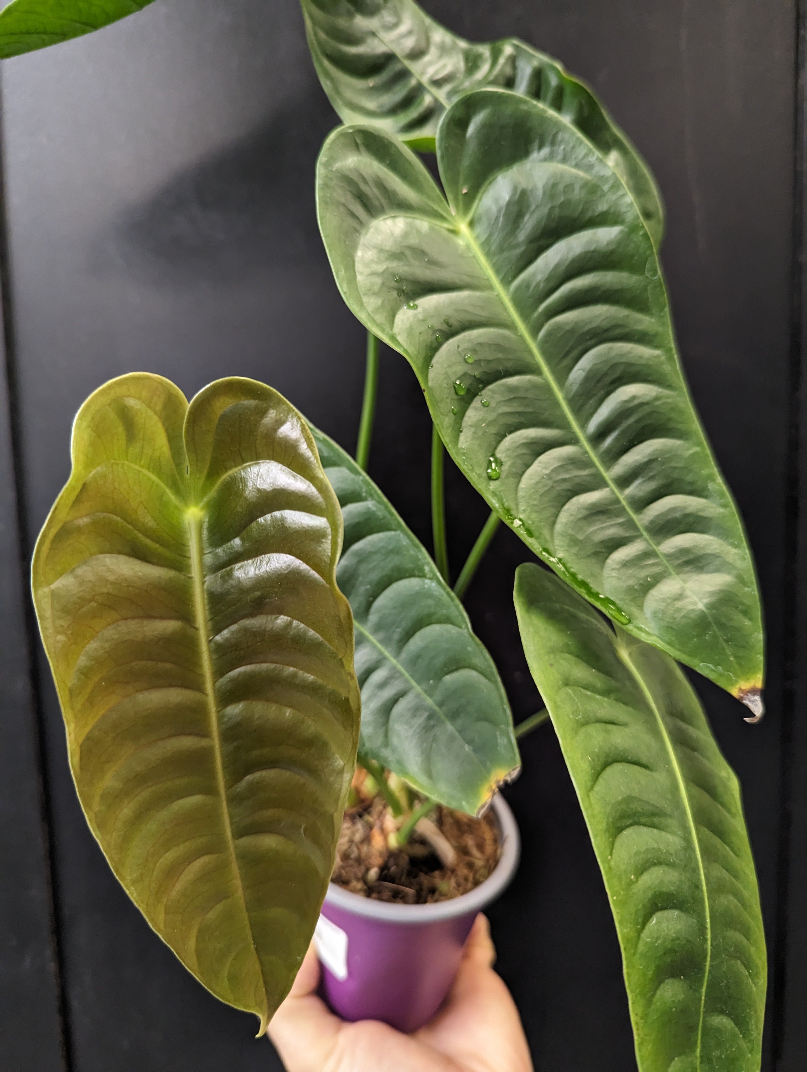RU14 × veitchii pup Anthurium veitchii