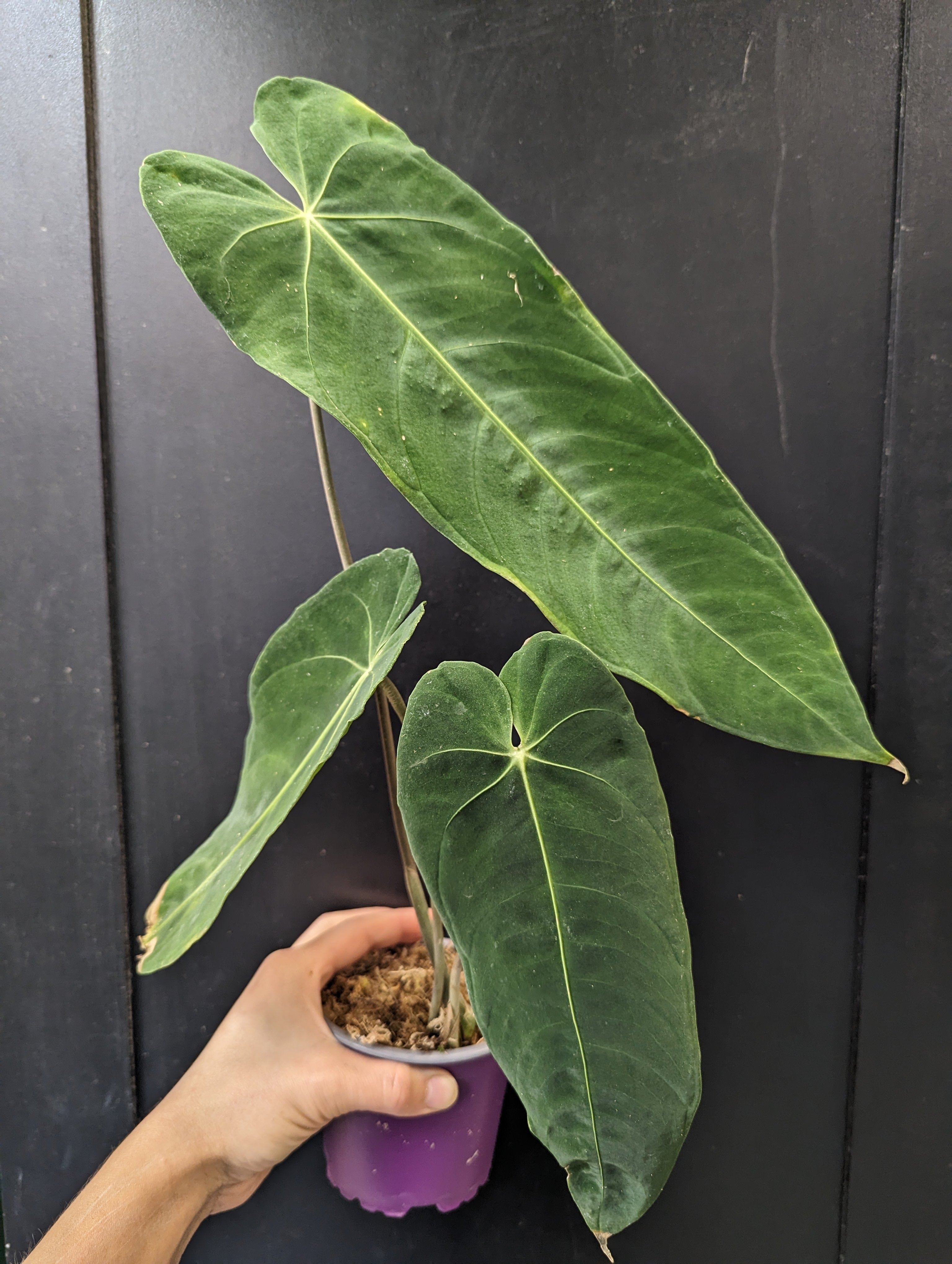 Anthurium metallicum