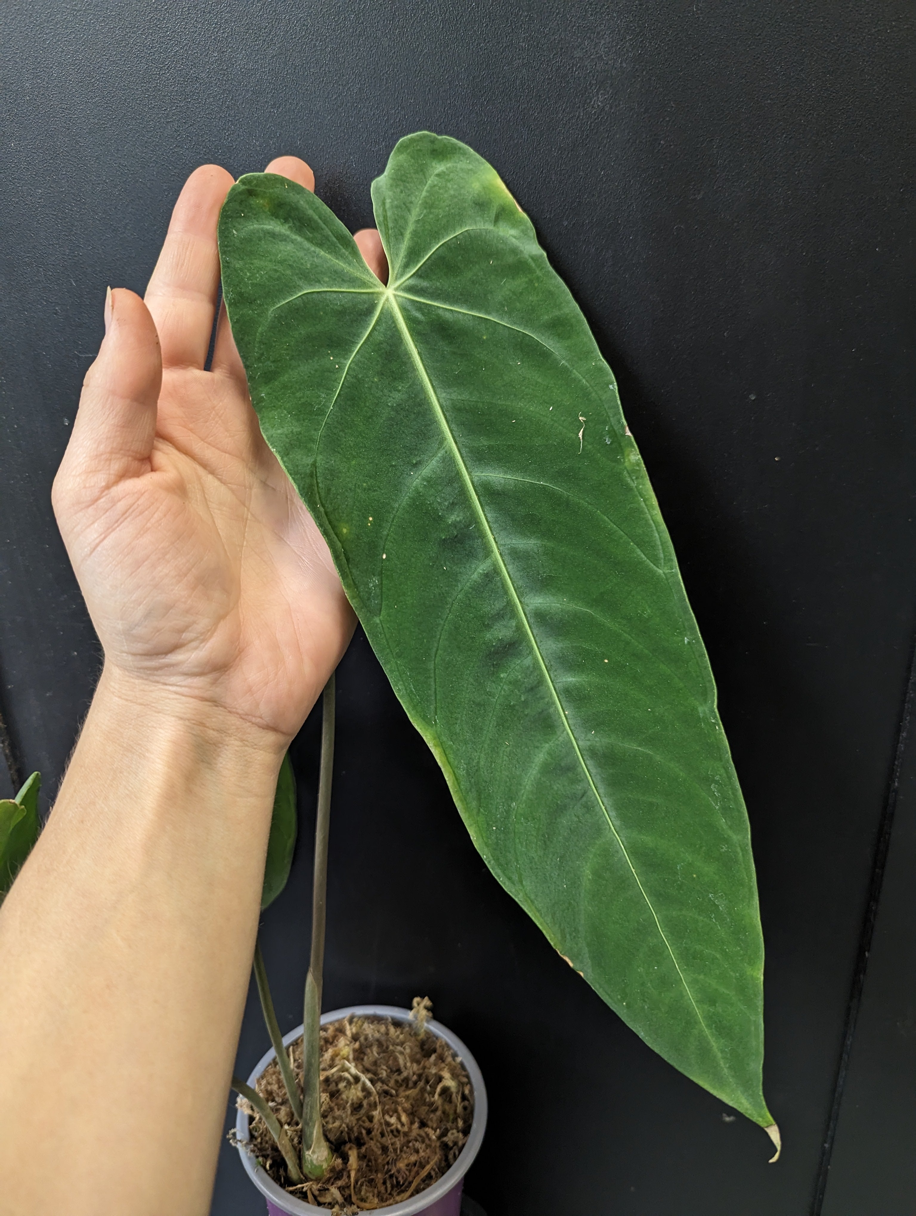 anthurium metallicum for sale Anthurium metallicum