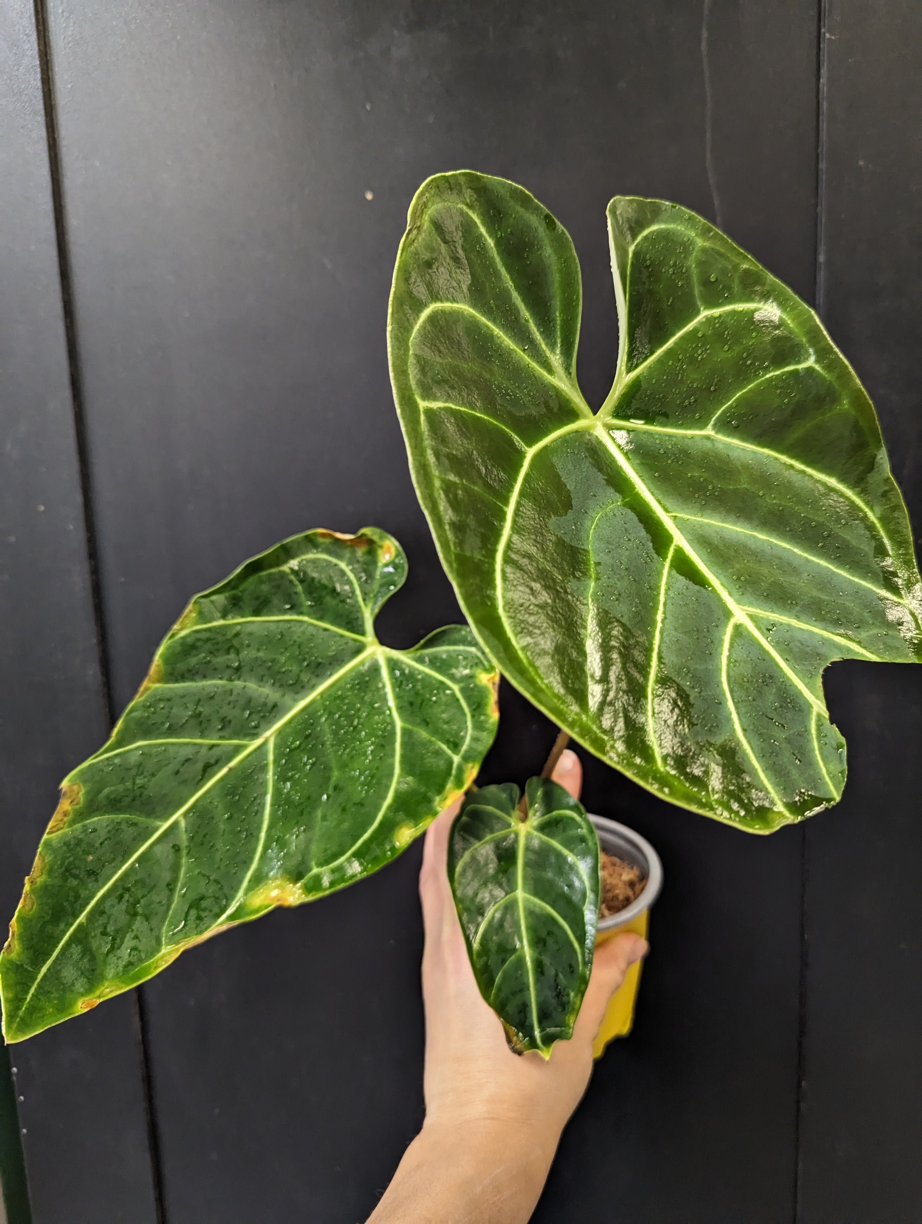 Anthurium regale