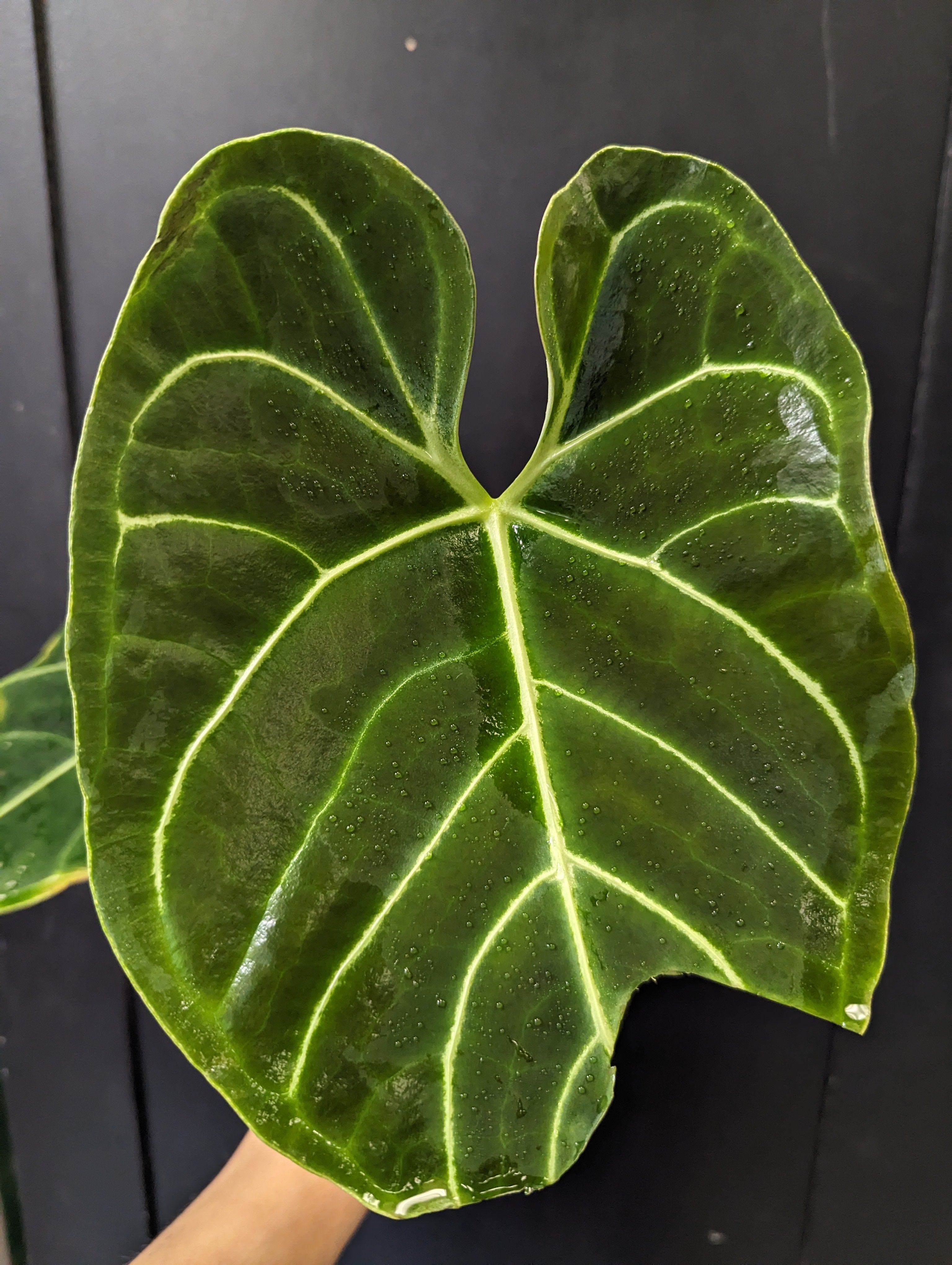 Anthurium regale