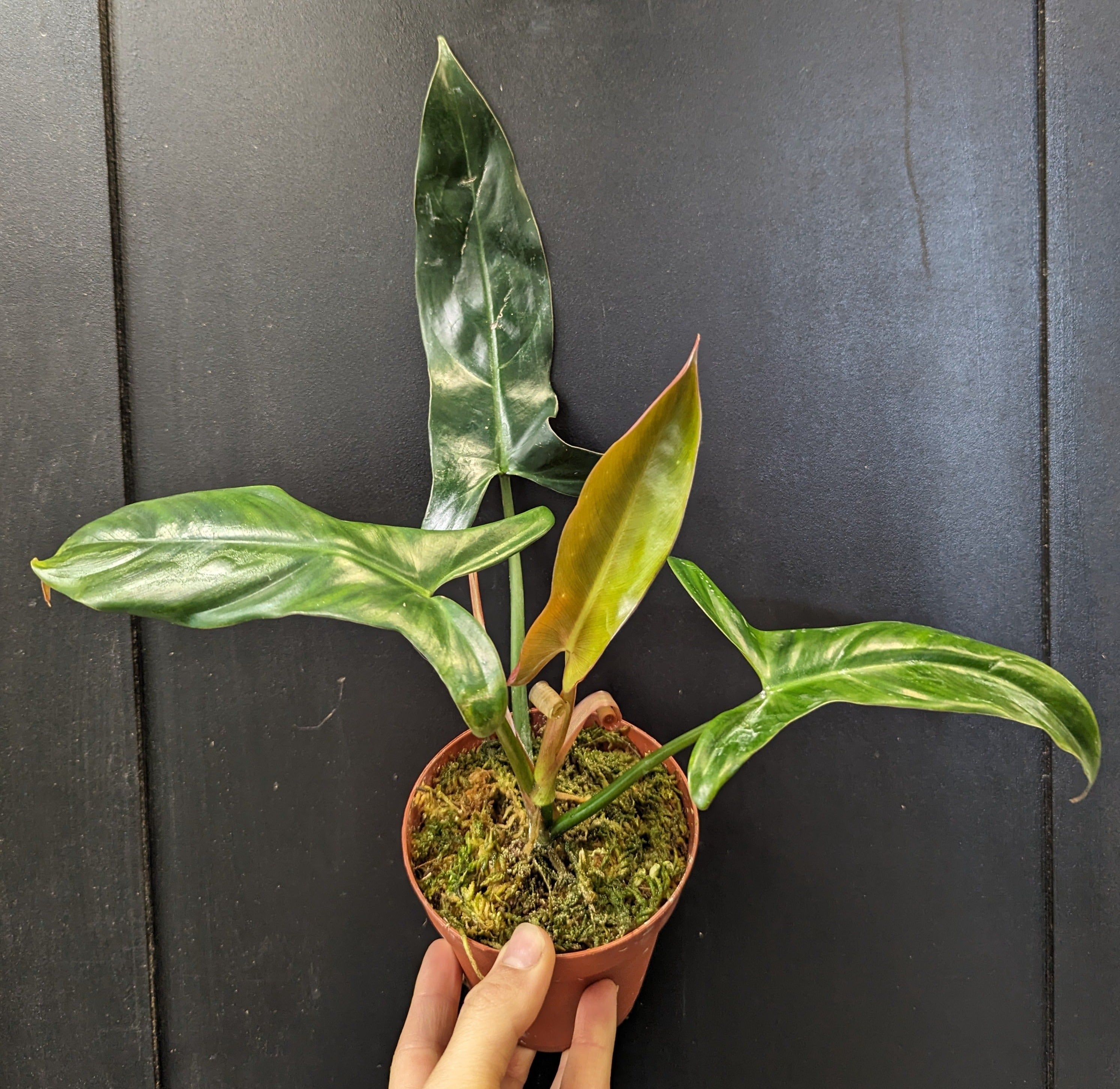 mexicanum philodendron Philodendron Mexicanum