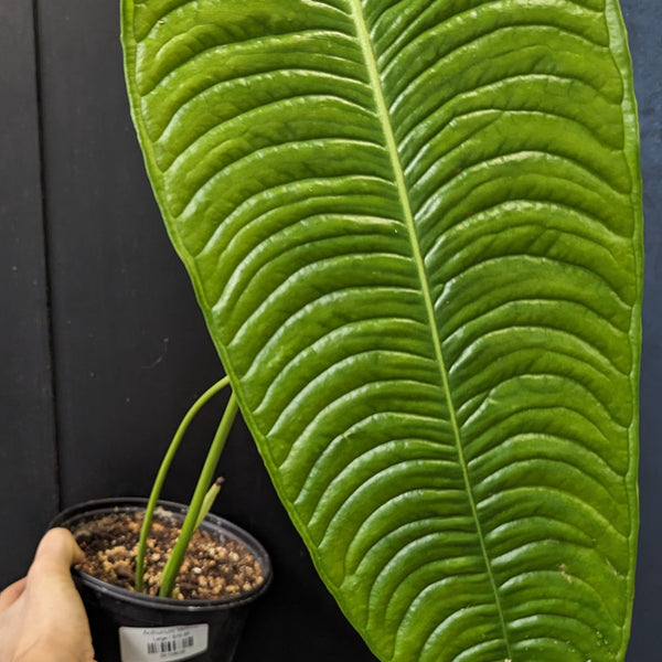 anthurium veitchii narrow form Anthurium veitchii