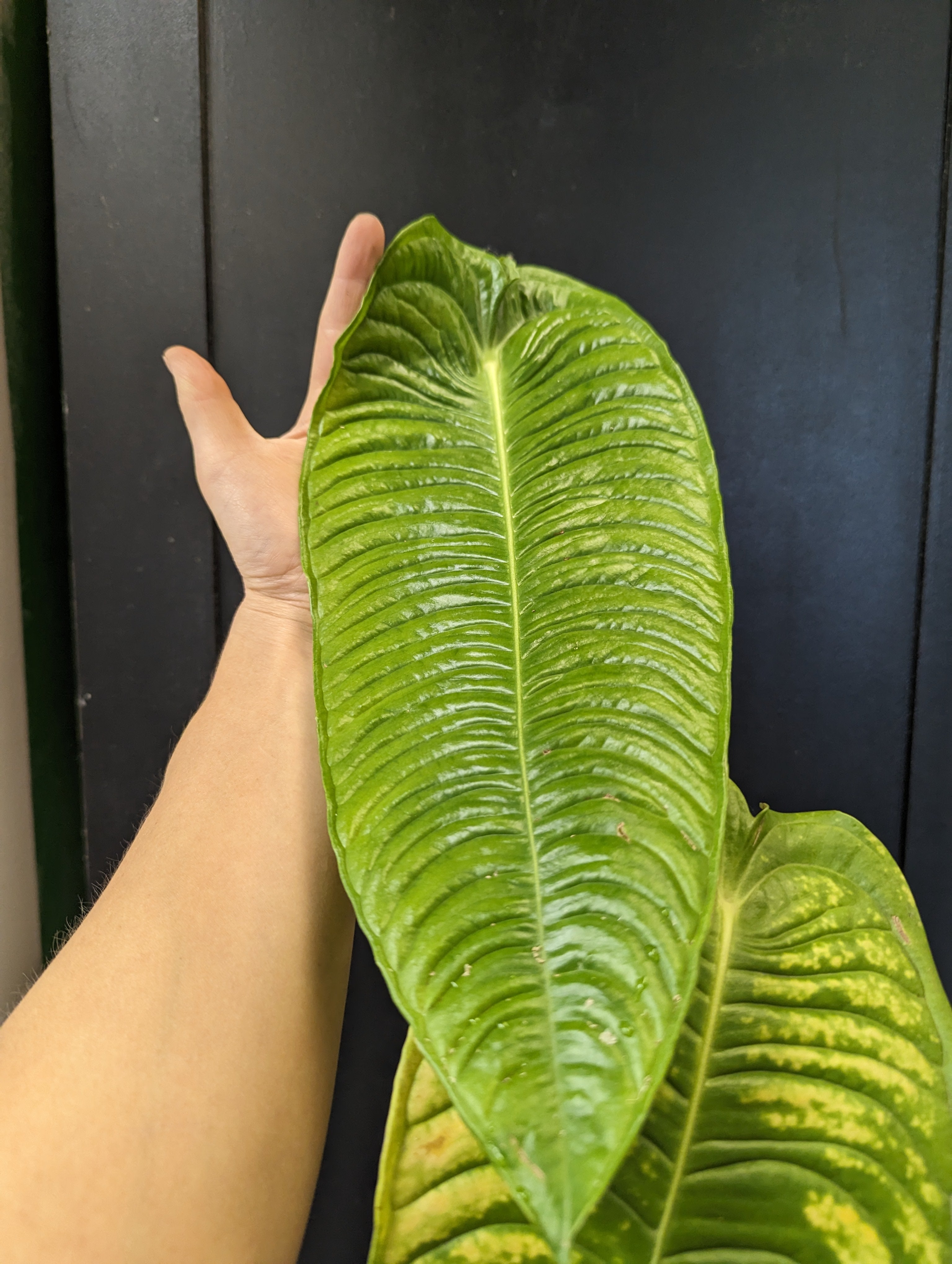 Anthurium veitchii