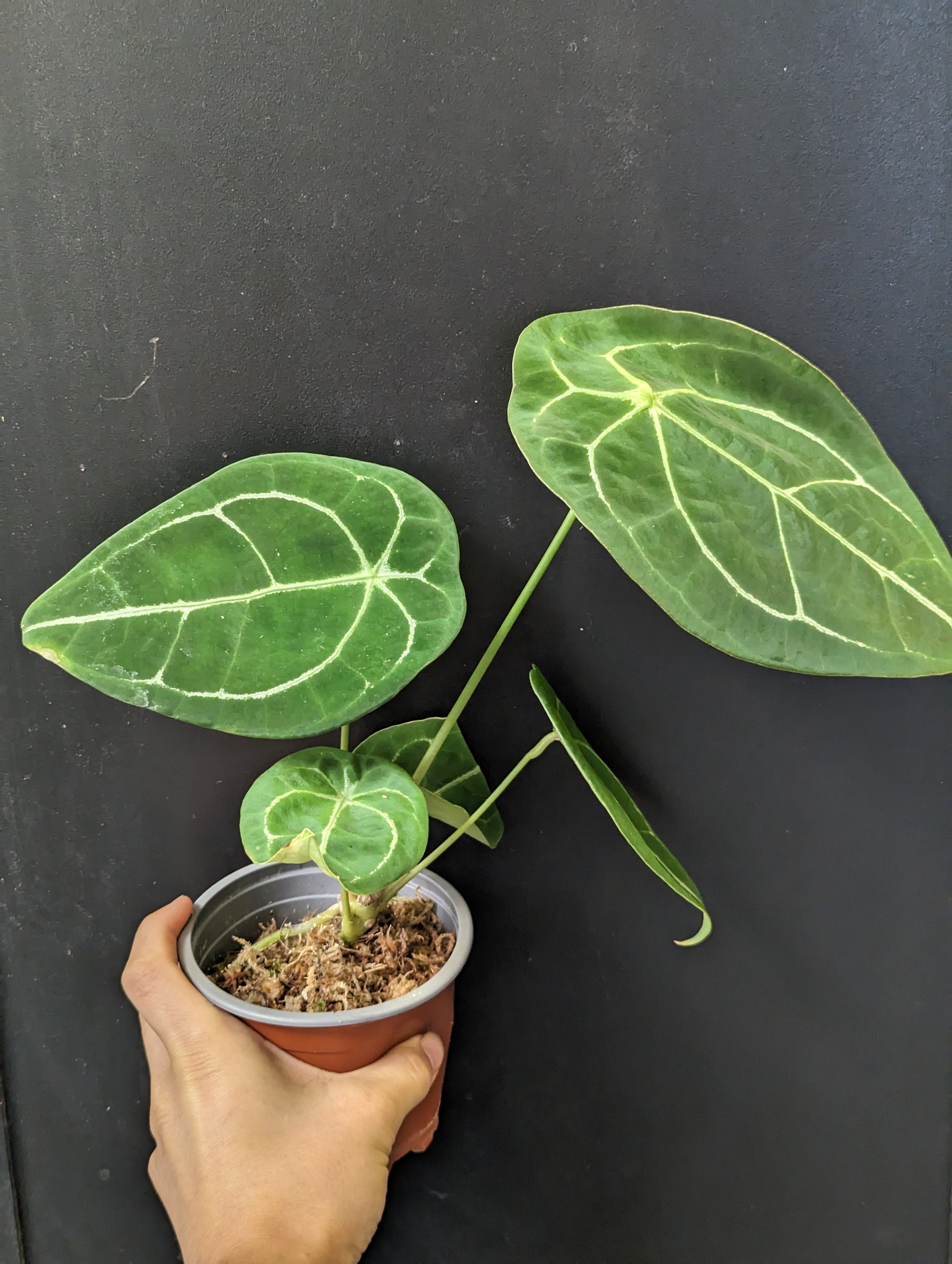 Anthurium forgetii