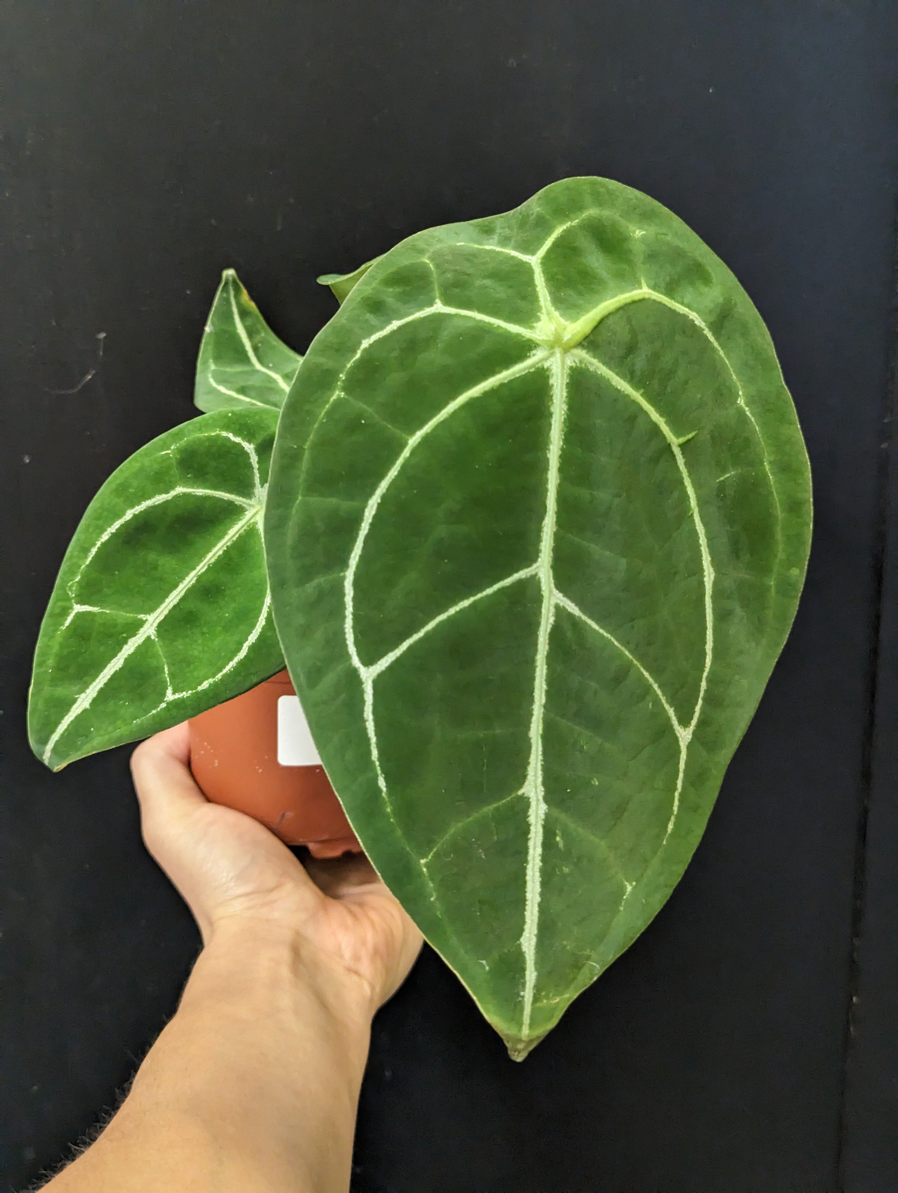 Anthurium forgetii