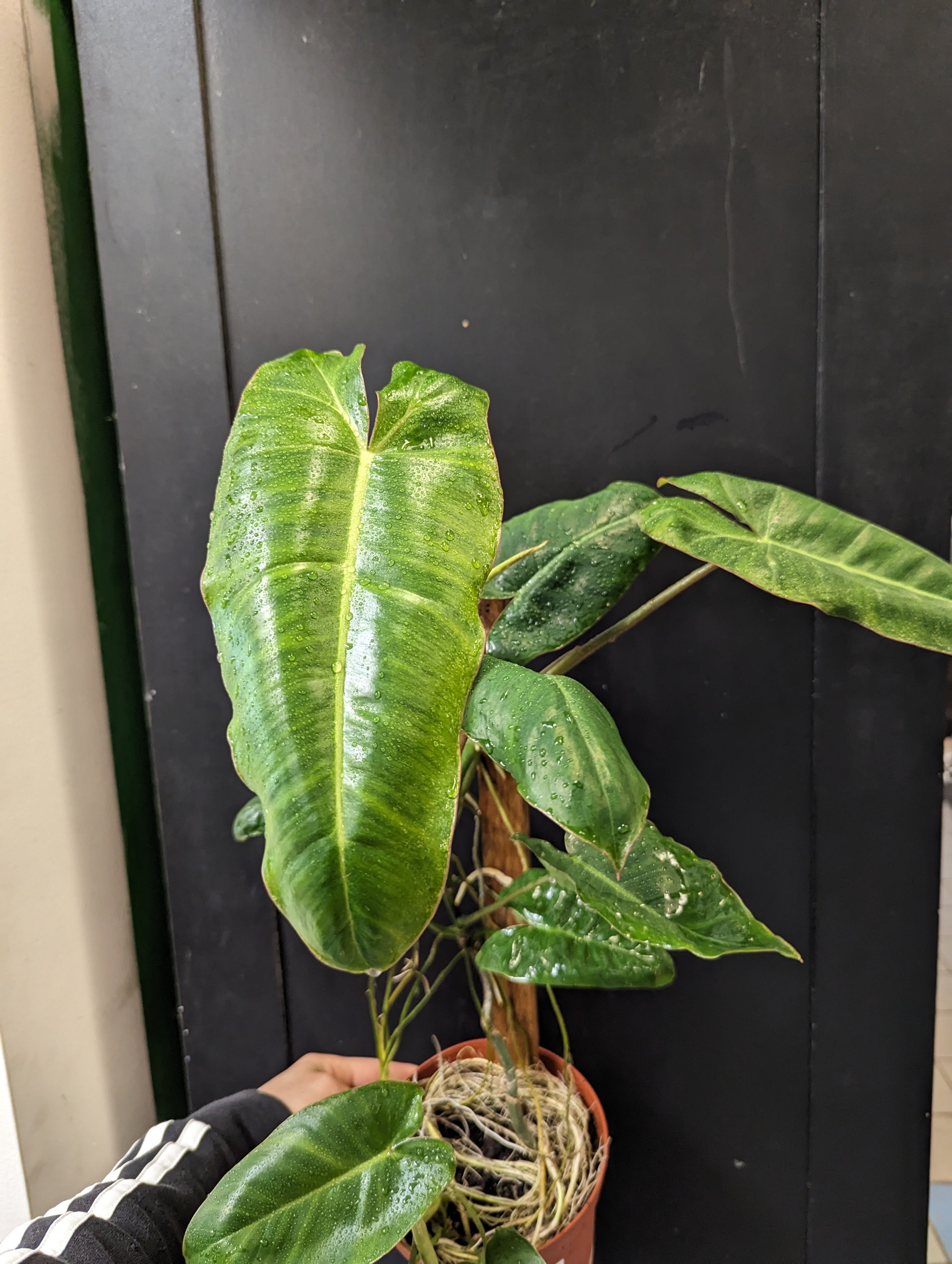Philodendron paraiso verde (reverted)