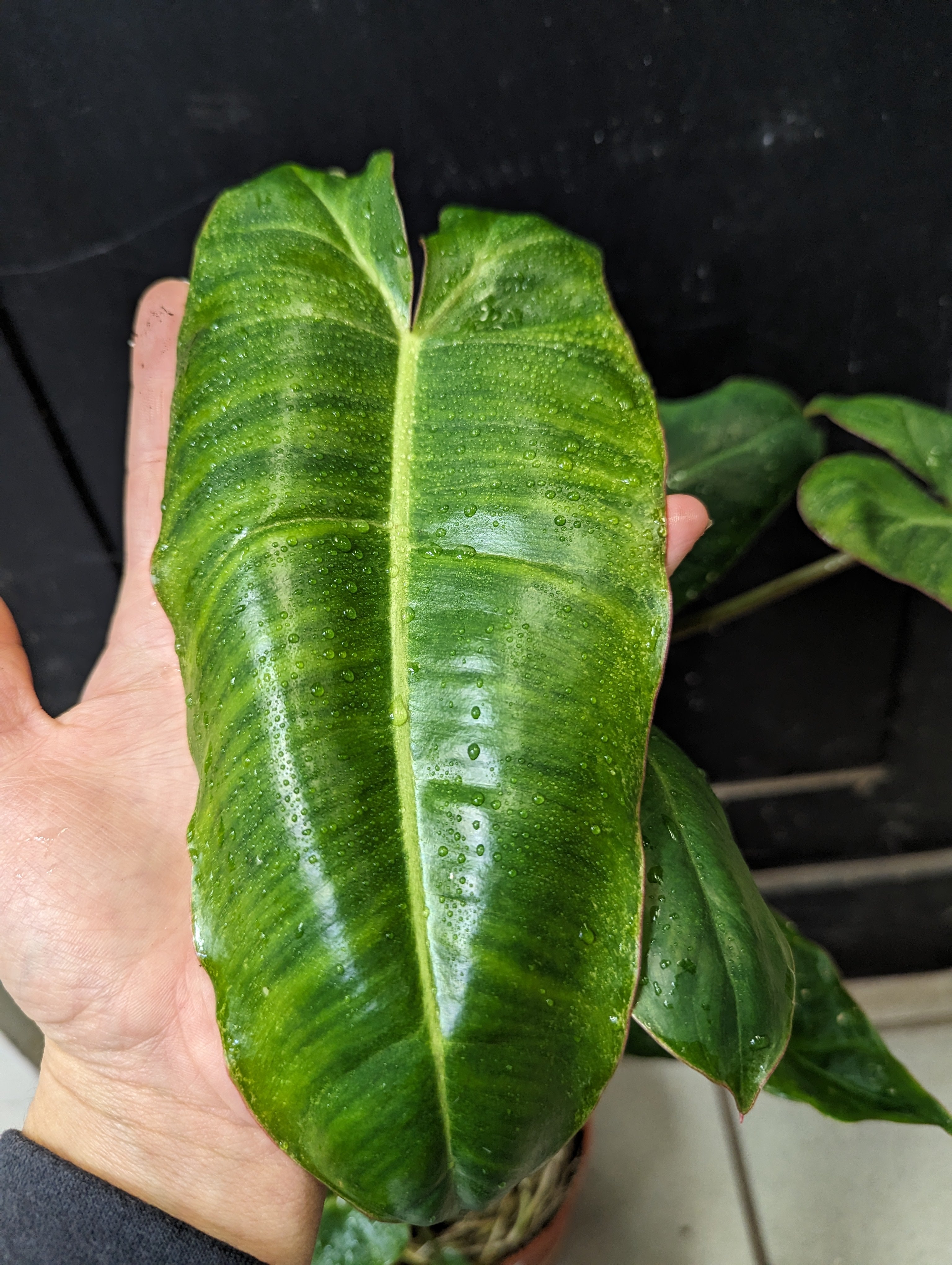 philodendron paraiso verde wikipedia Philodendron paraiso verde (reverted)