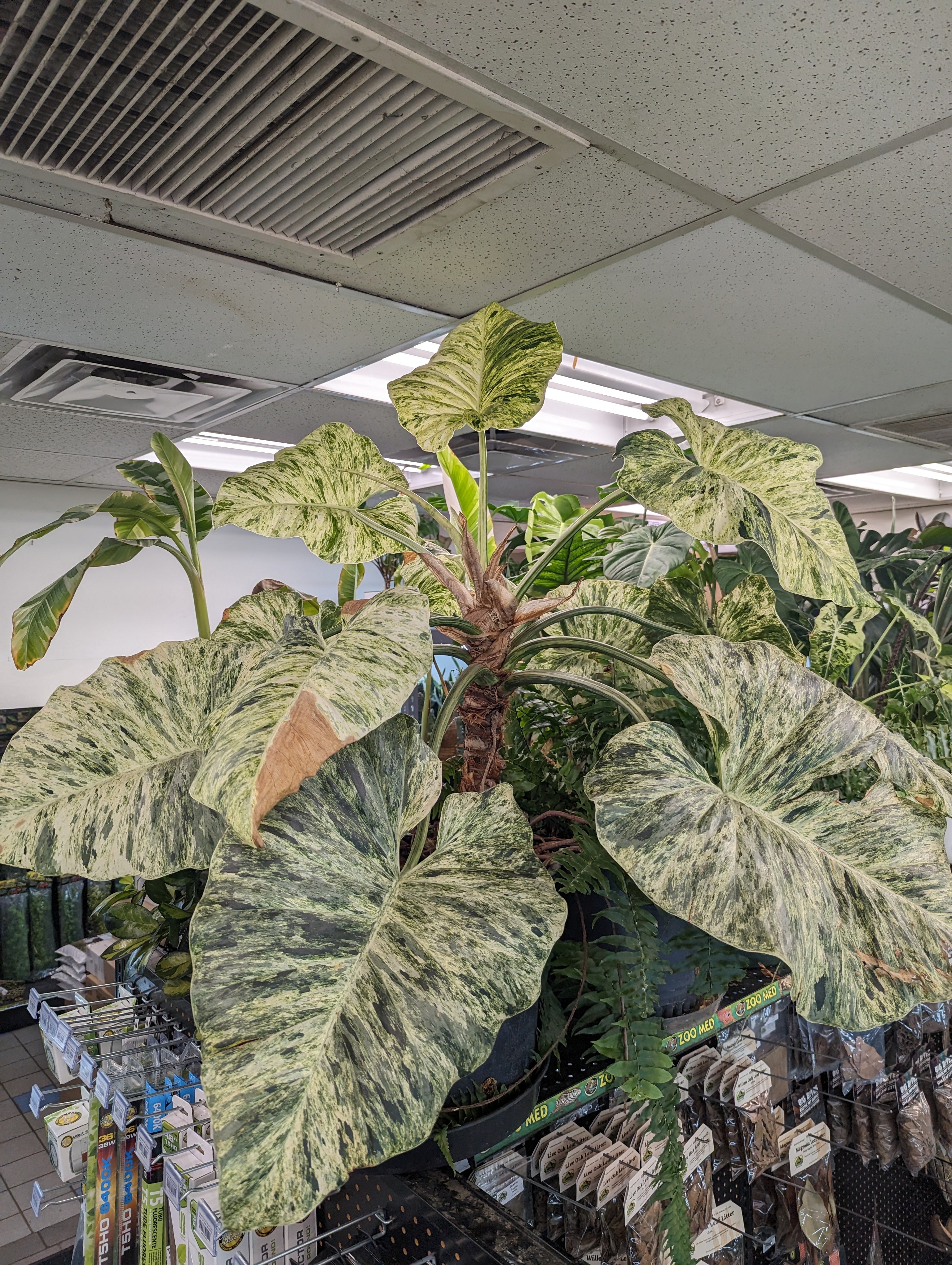 Philodendron giganteum variegatum