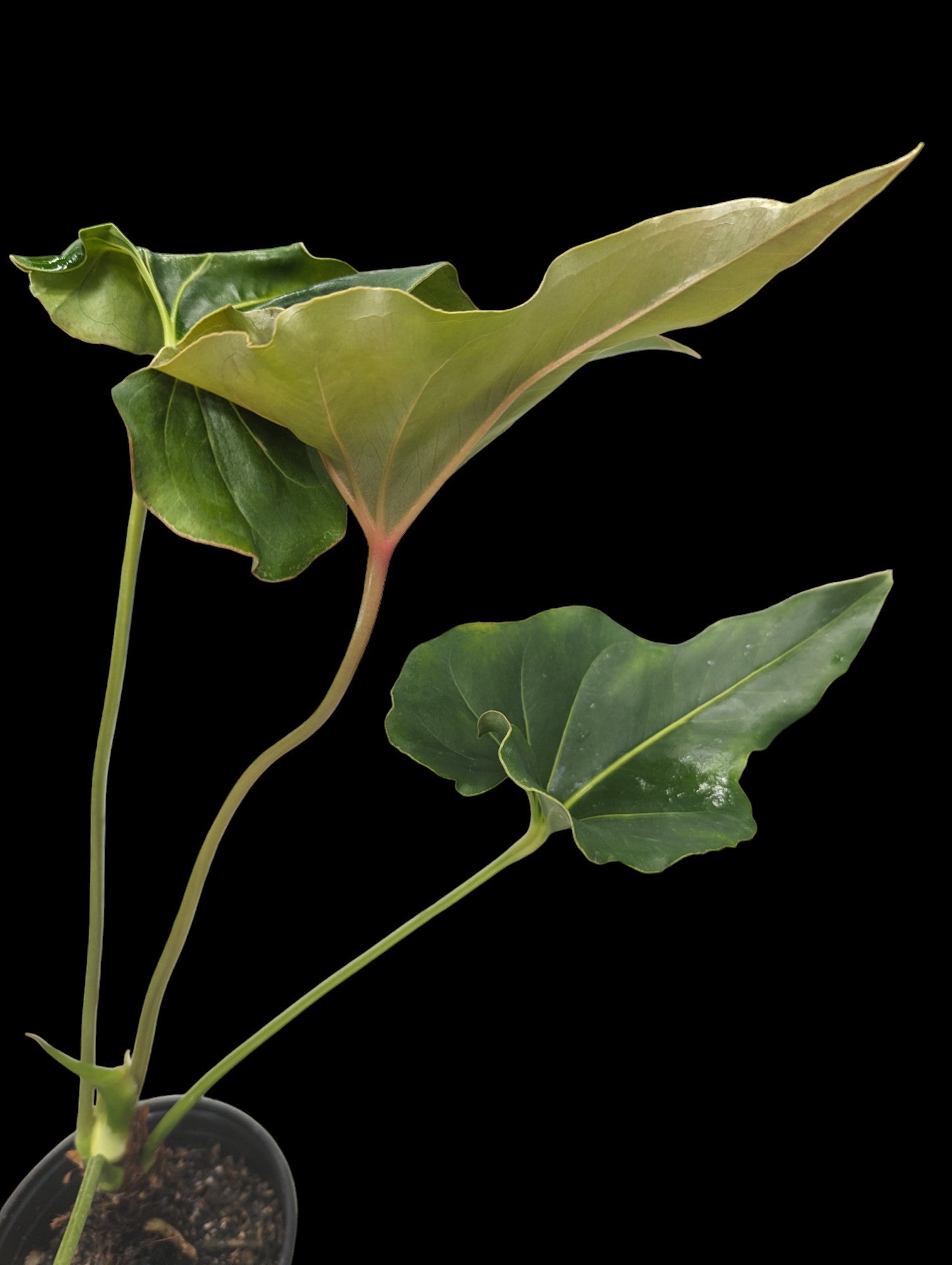 Anthurium sp