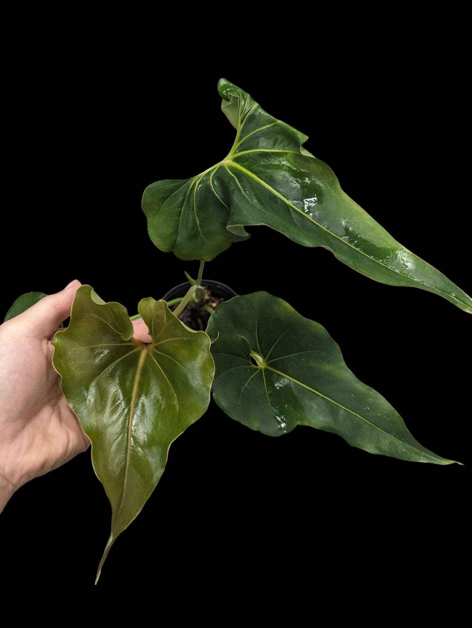 Anthurium sp