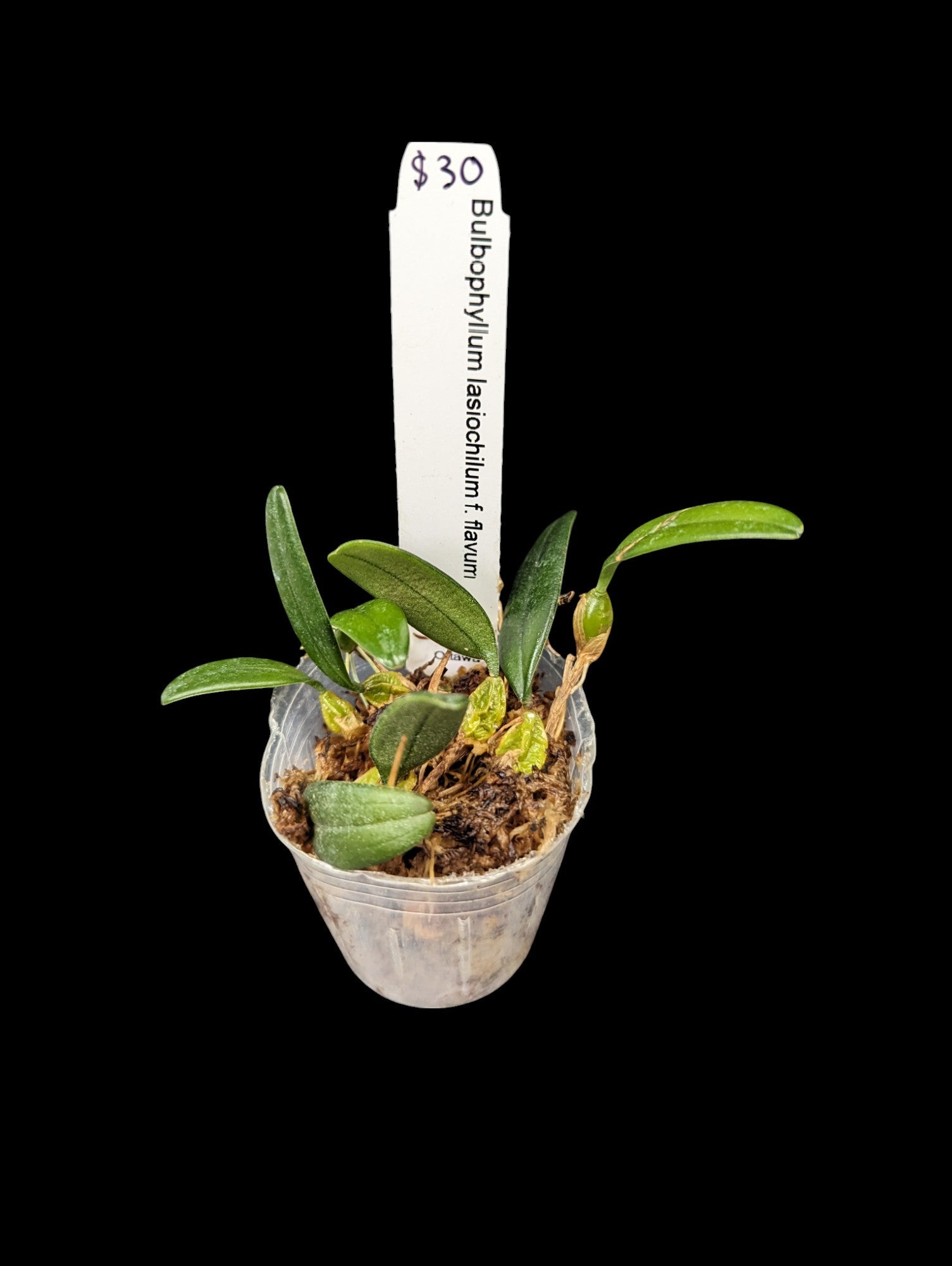 Bulbophyllum lasiochilum f. flavum