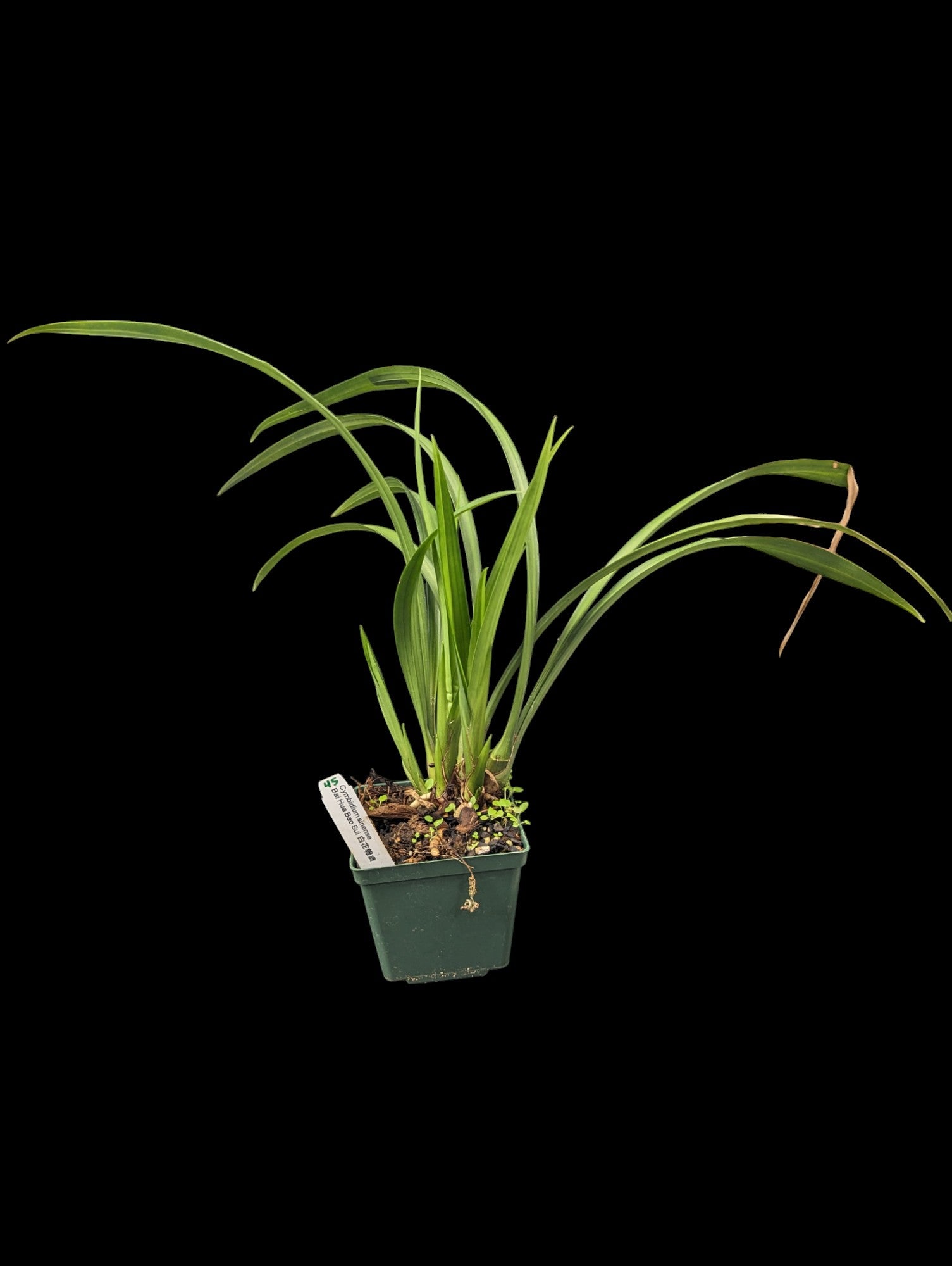 Cymbidium sinense 'Bai Hua Bao Sui'