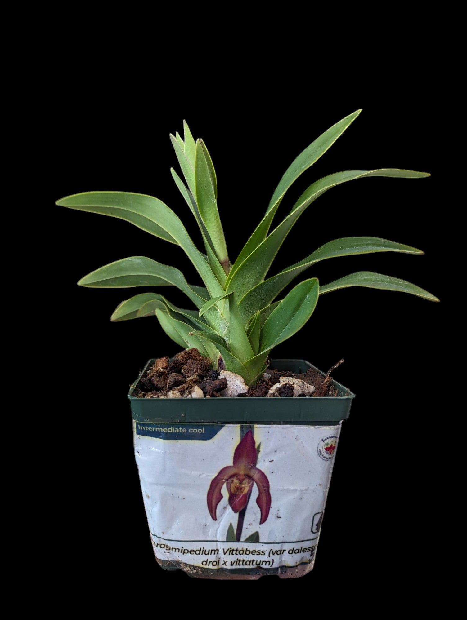 Phragmipedium Vittabess (var dulessandroi x vittatum)