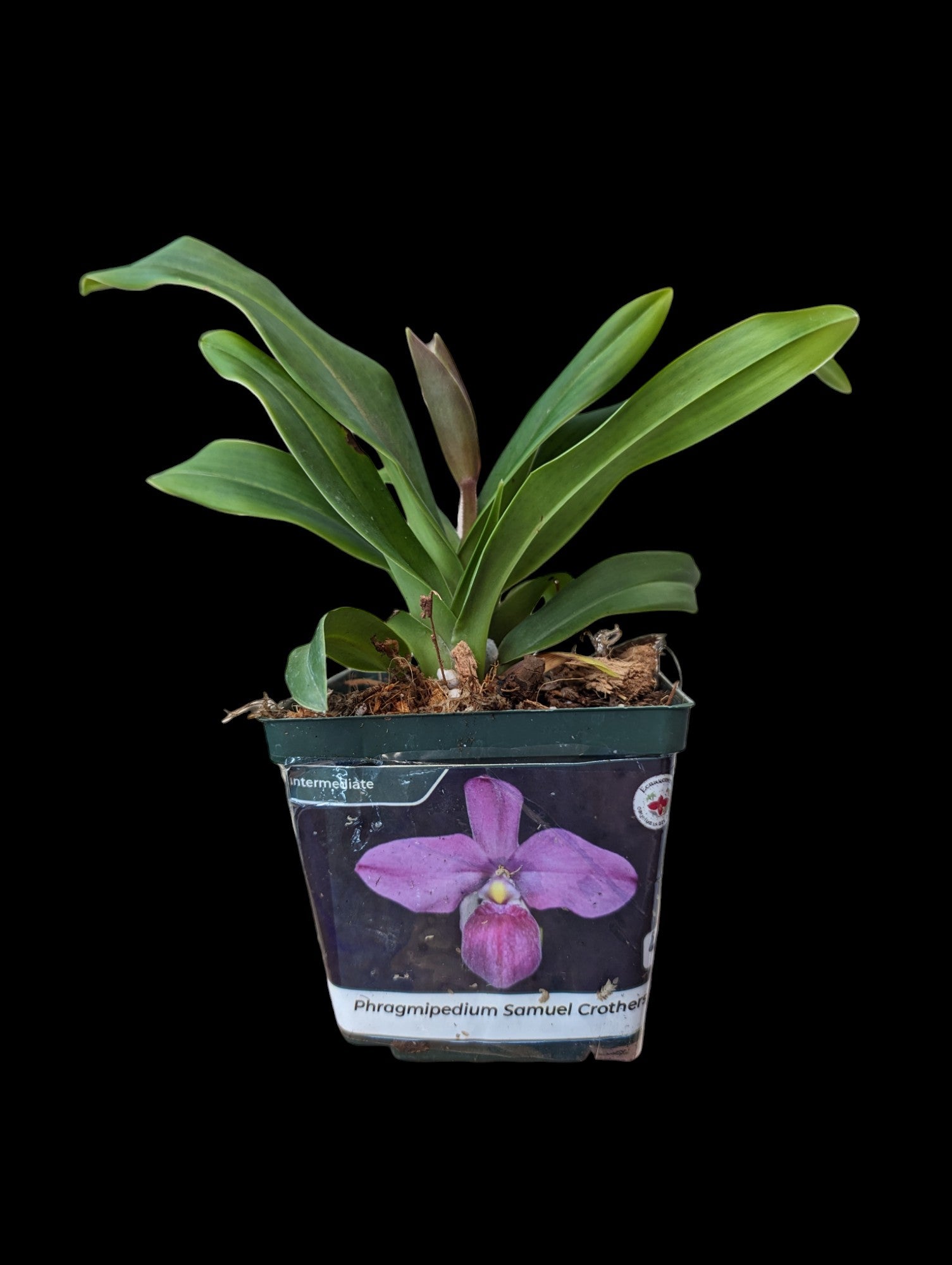 Phragmipedium Samuel Crothers