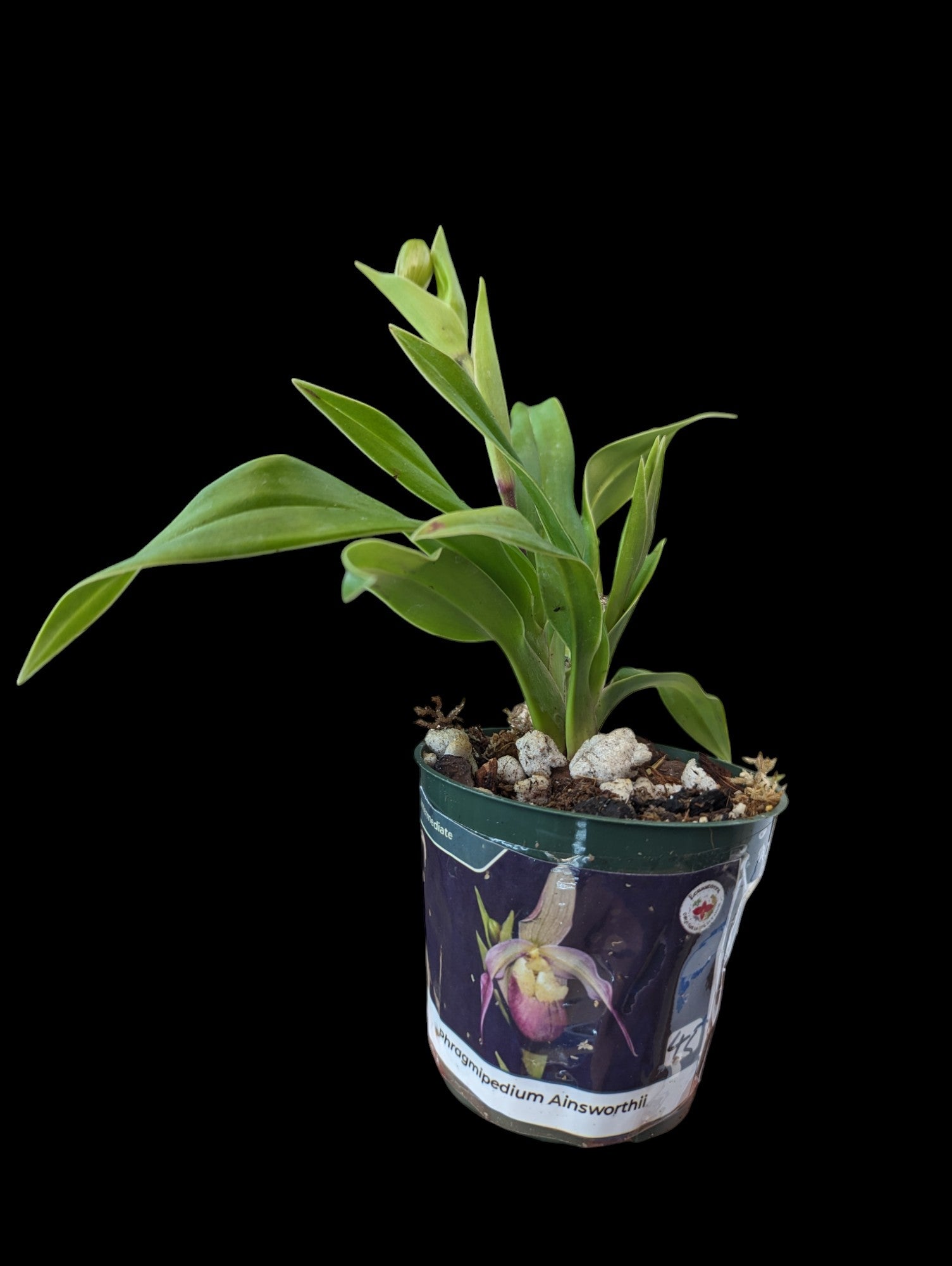 Phragmipedium Ainsworthii