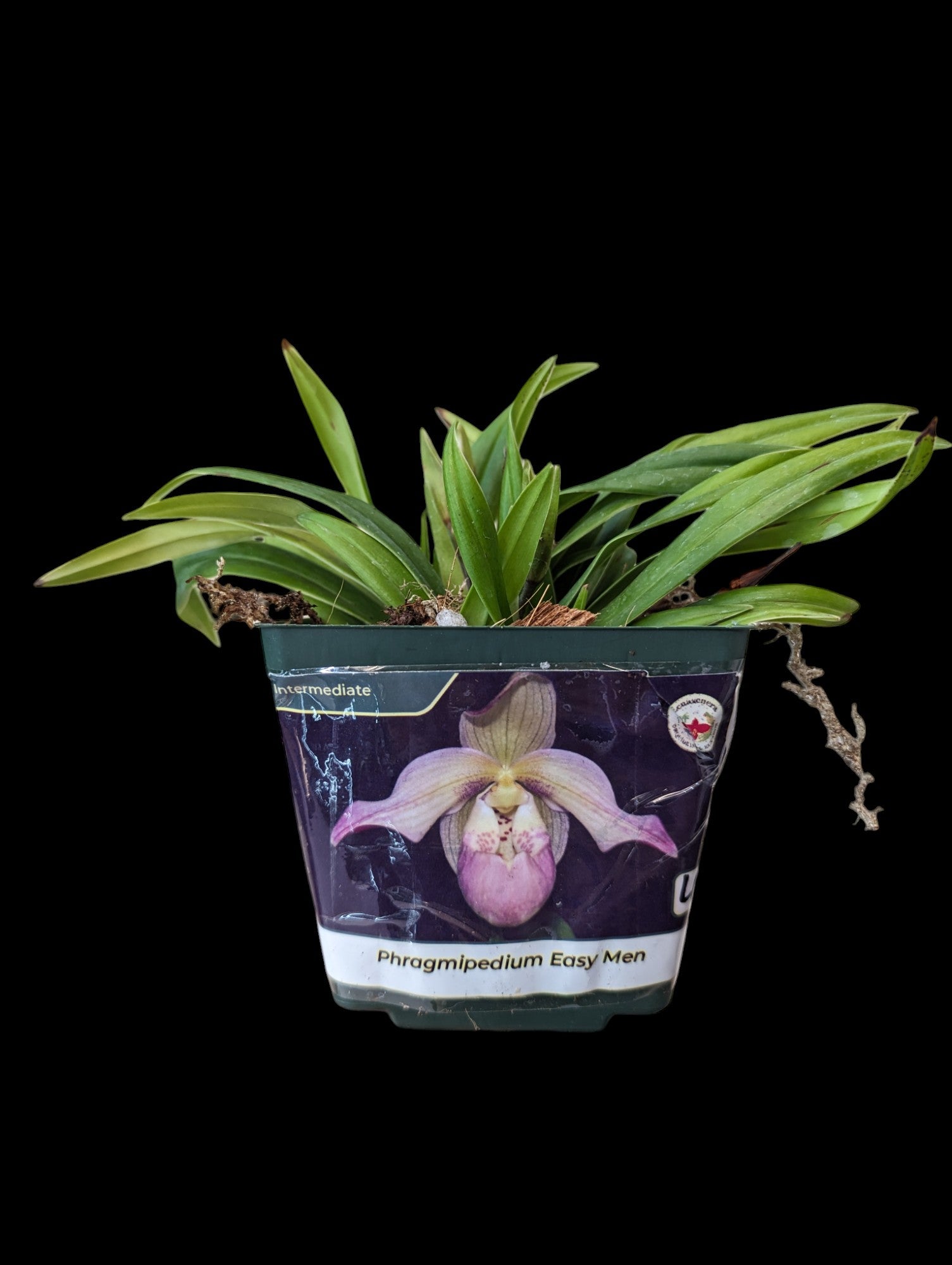 Phragmipedium Easy Men