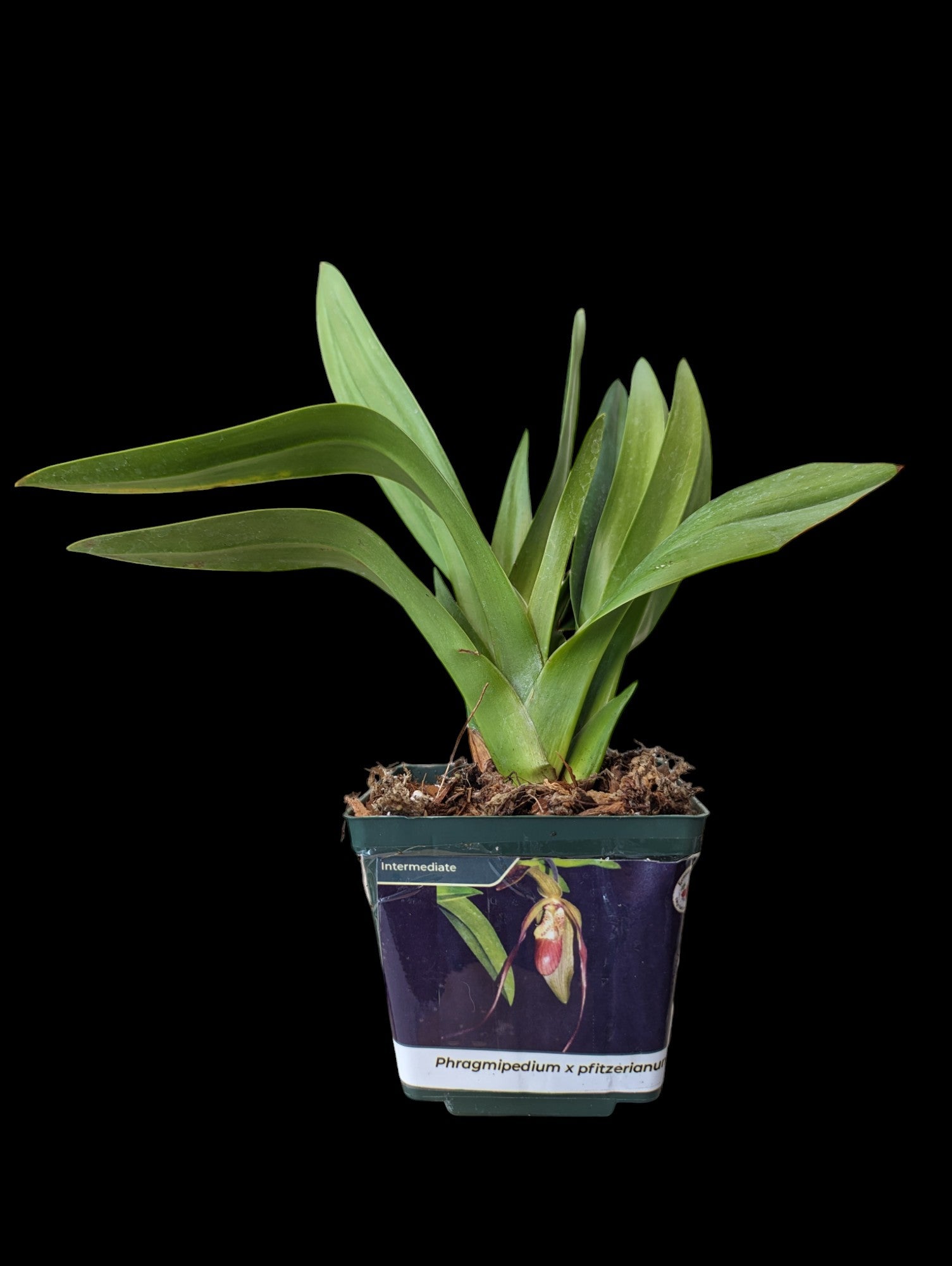 Phragmipedium x pfitzerianum