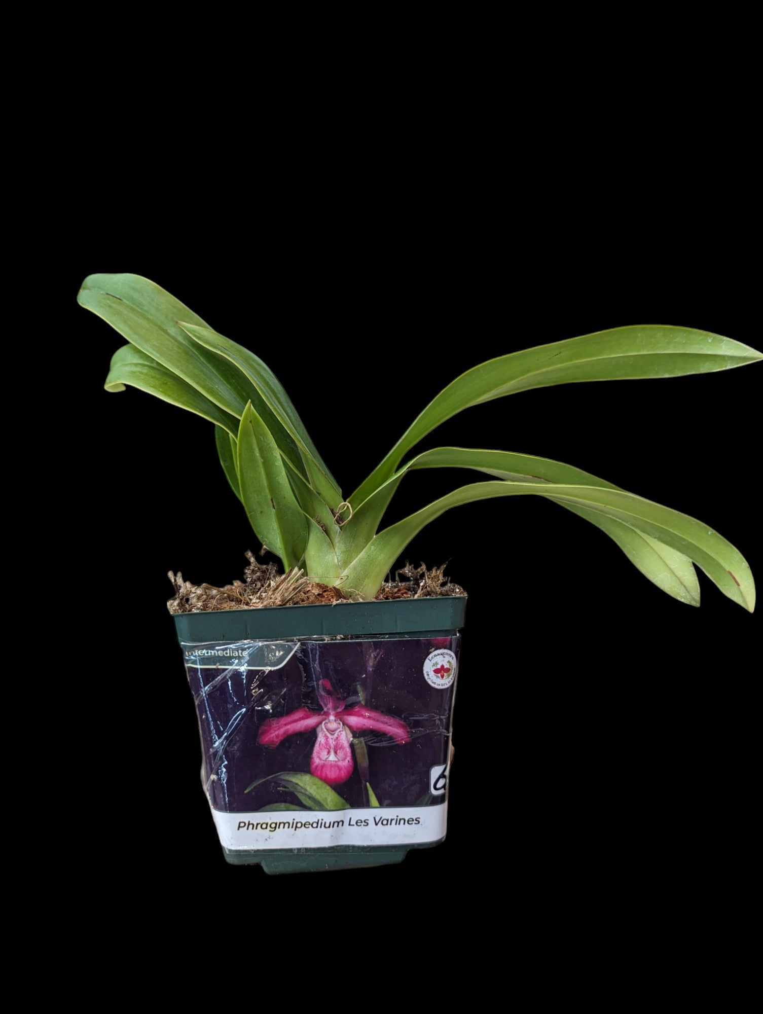 Phragmipedium Les Varines