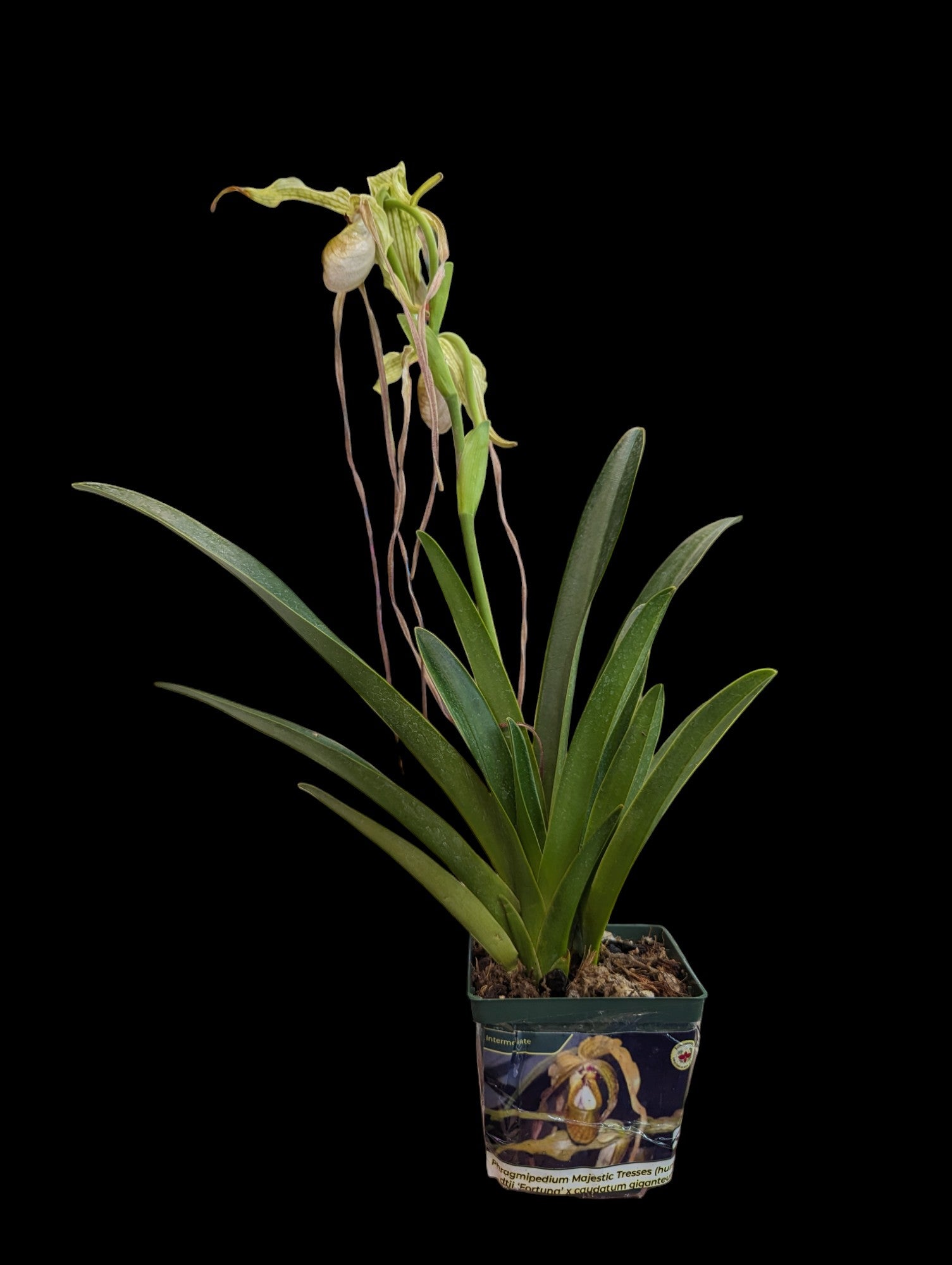 Phragmipedium Magestic Tresses (Humboldtii 'Fortuna' x caudatum giganteum)