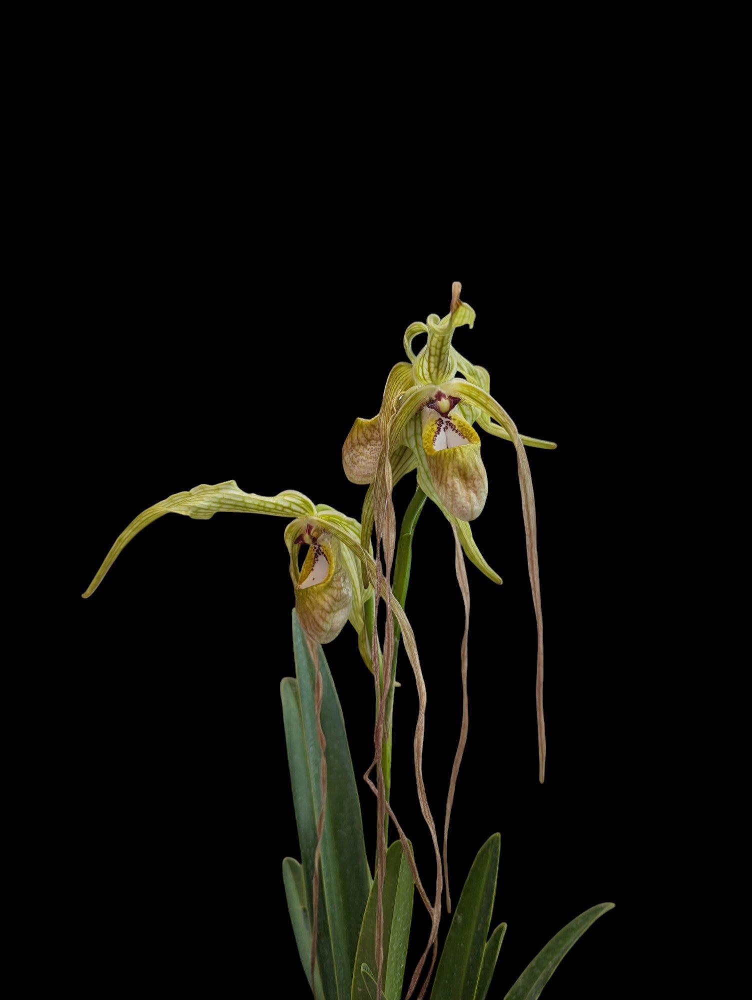 Phragmipedium Magestic Tresses (Humboldtii 'Fortuna' x caudatum giganteum)