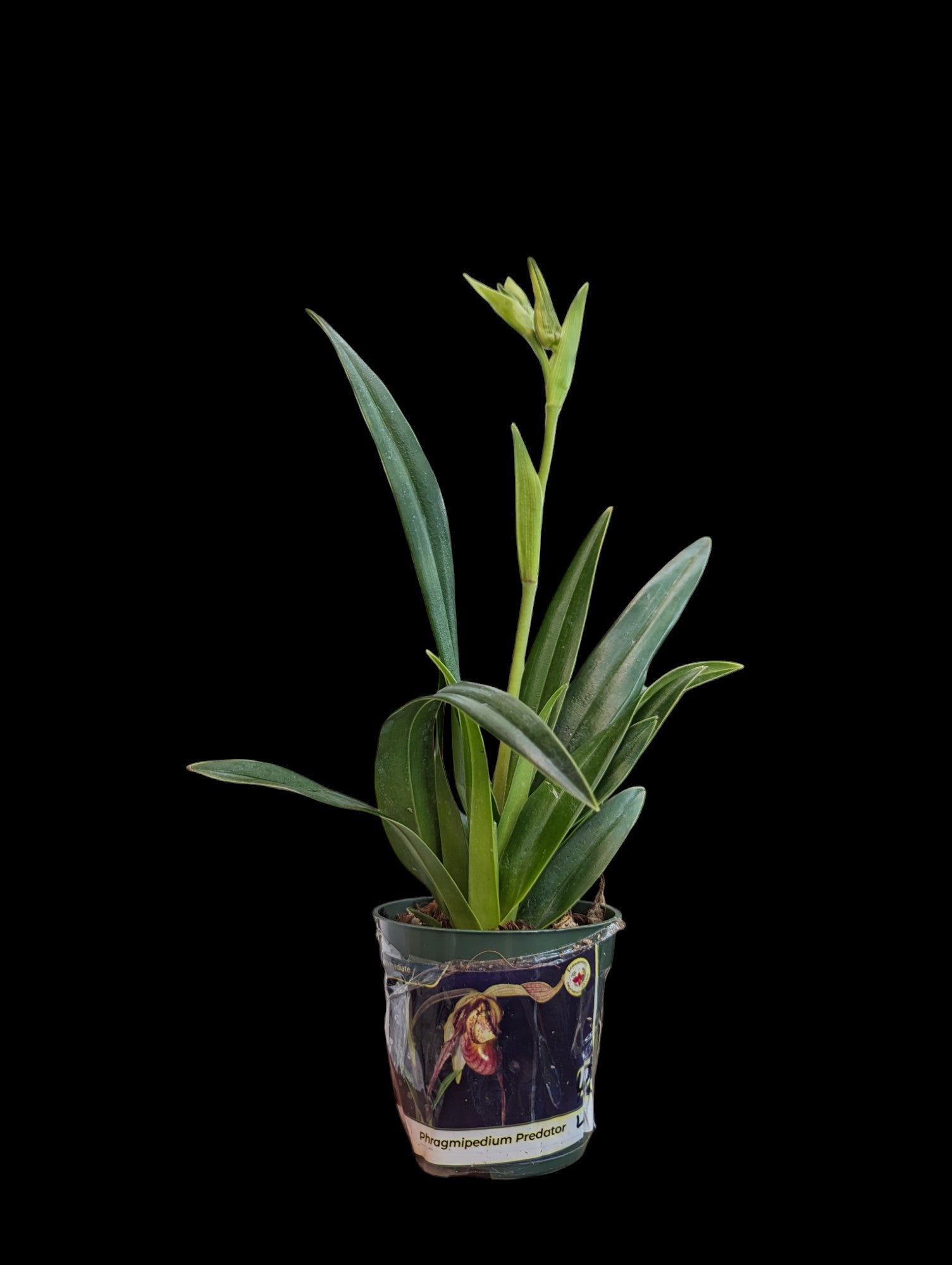 Phragmipedium Predator