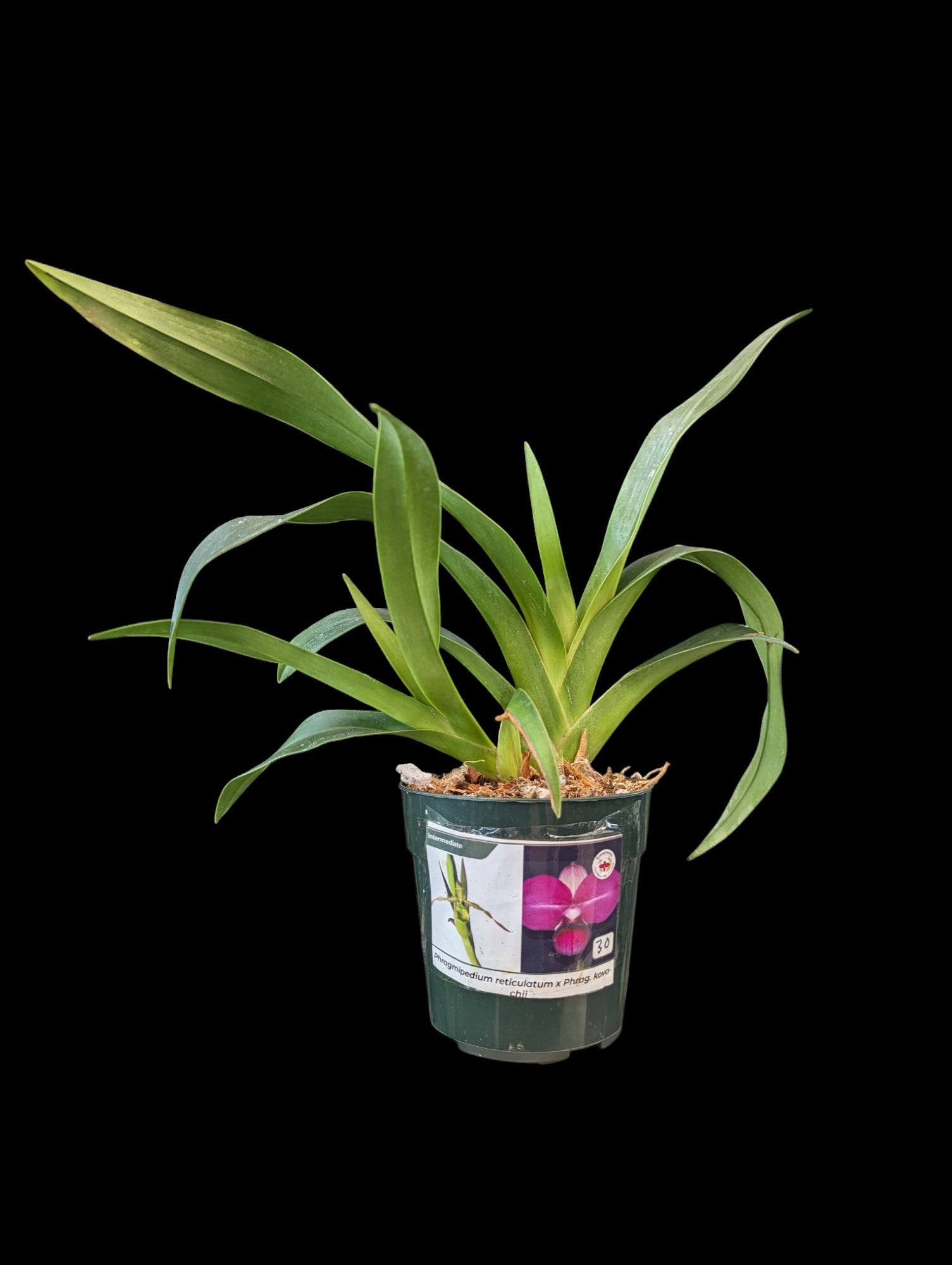 Phragmipedium reticulatum x kovachii