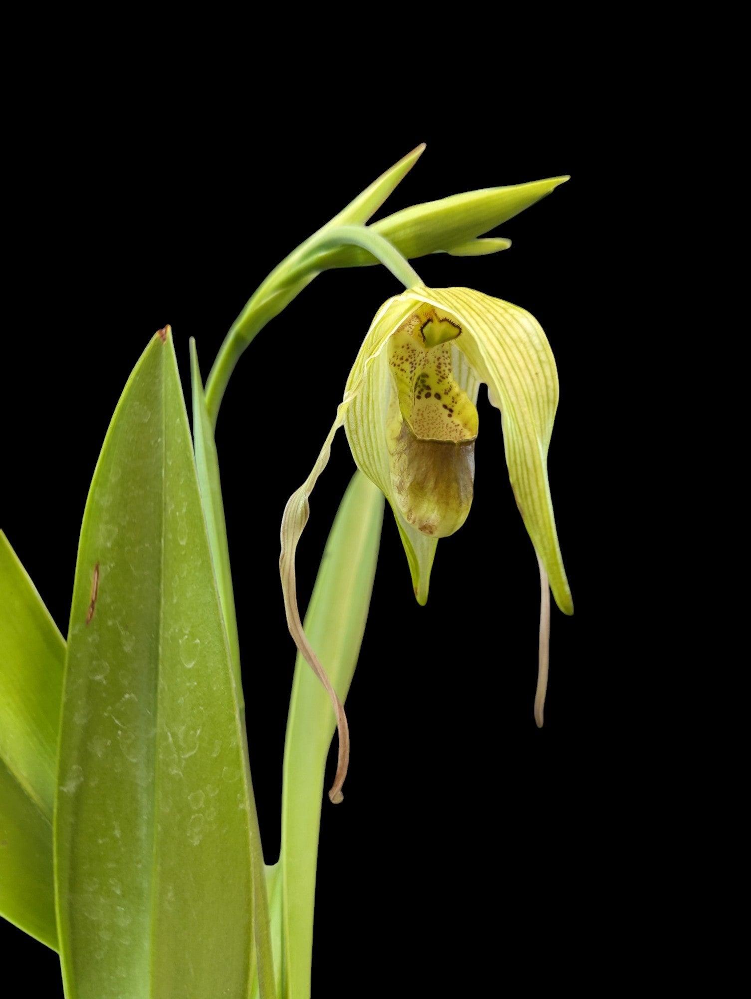 Phragmipedium Leslie Garay