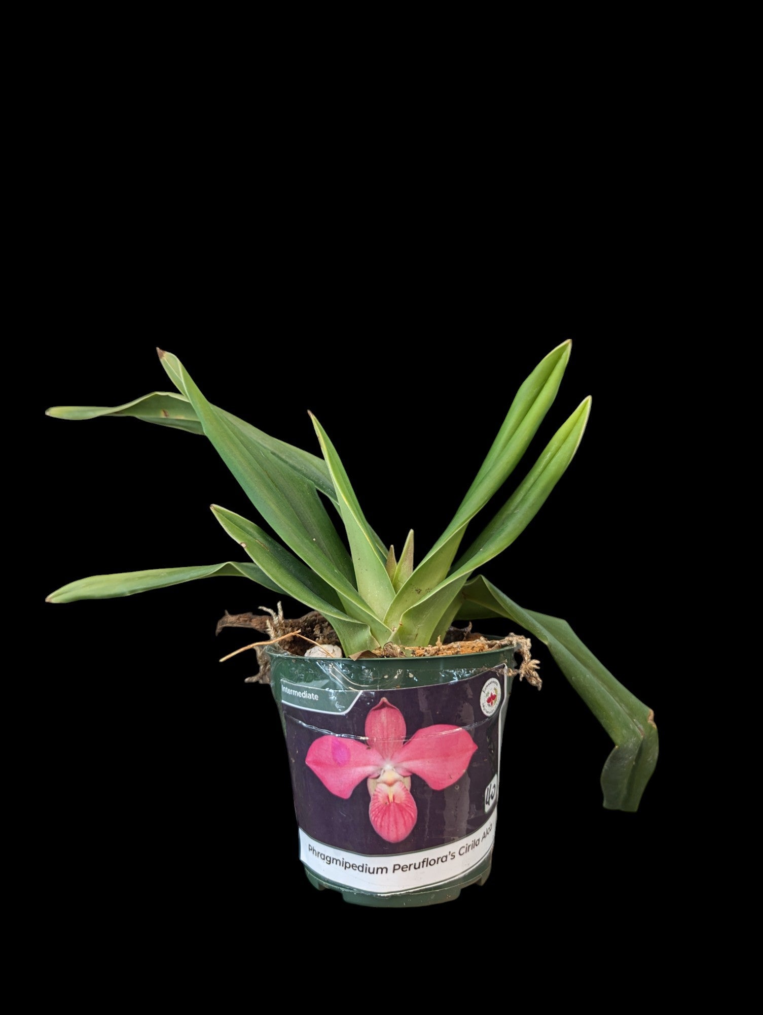 Phragmipedium Peruflora's Cirila Alca