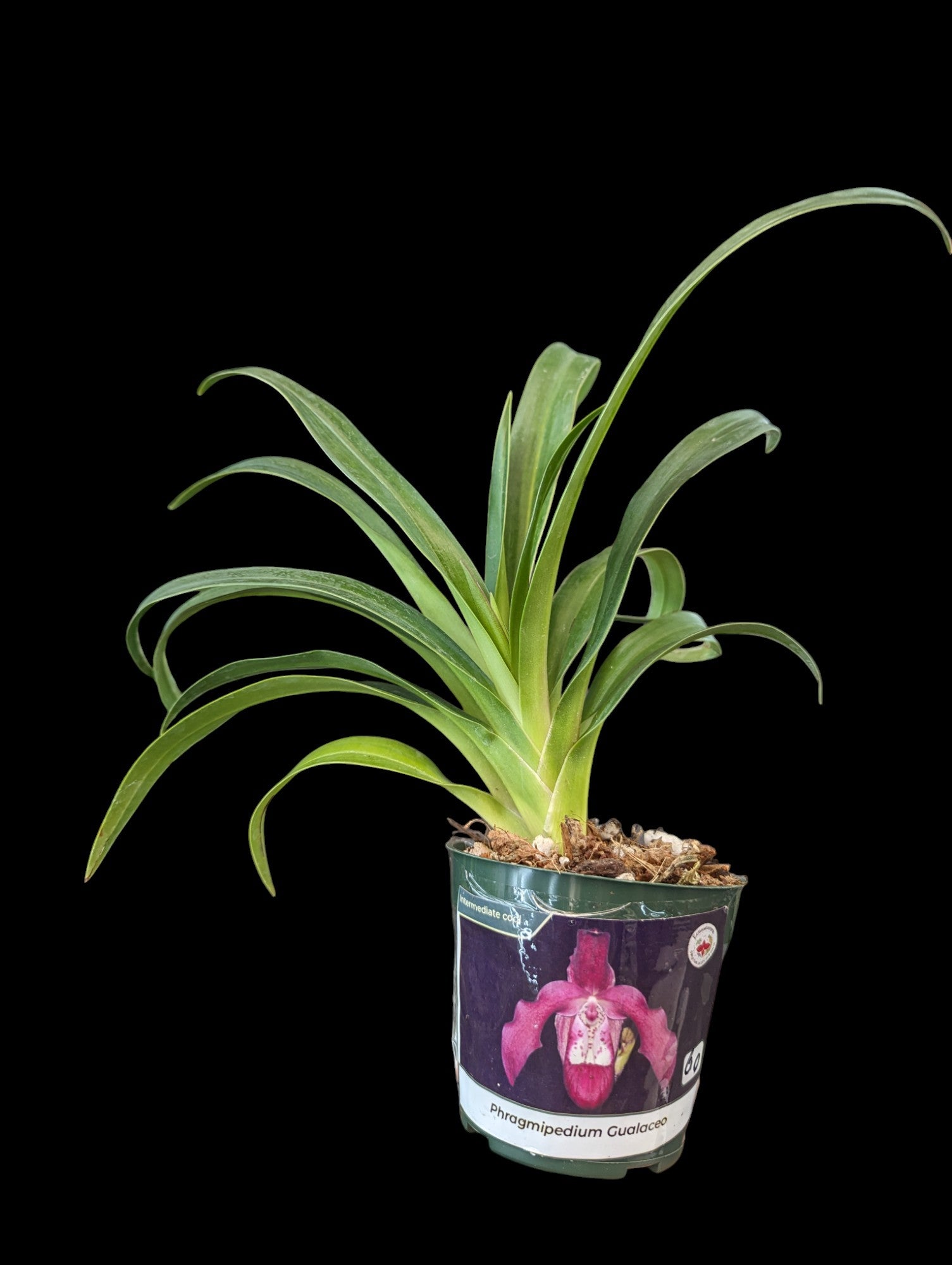 Phragmipedium Gualaceo