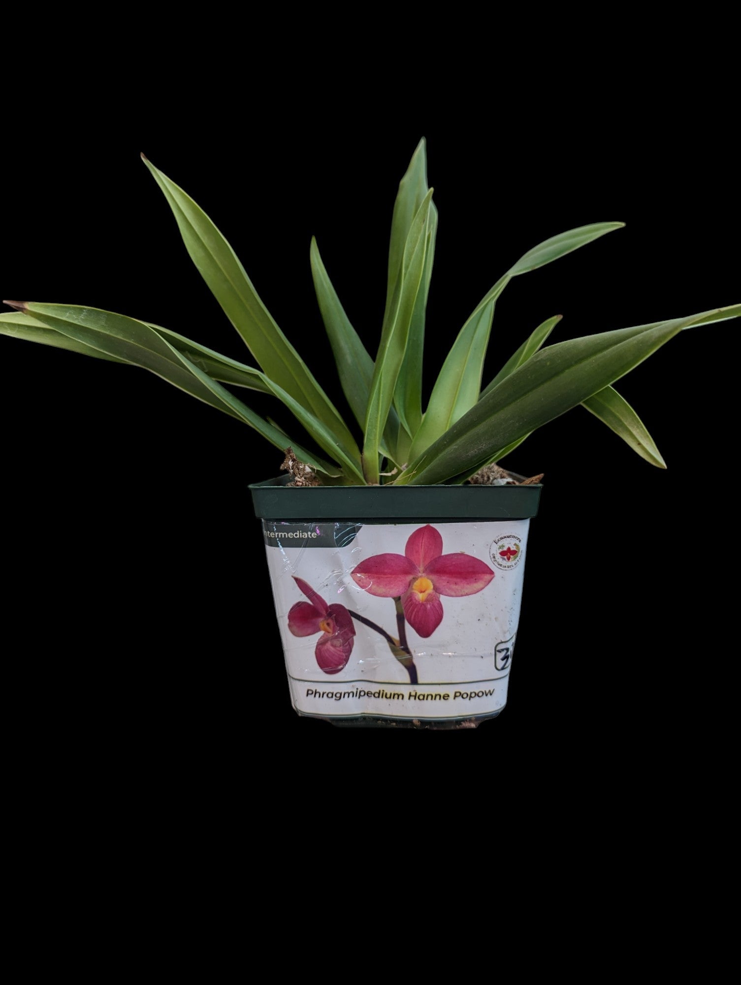 Phragmipedium Hanne Popow